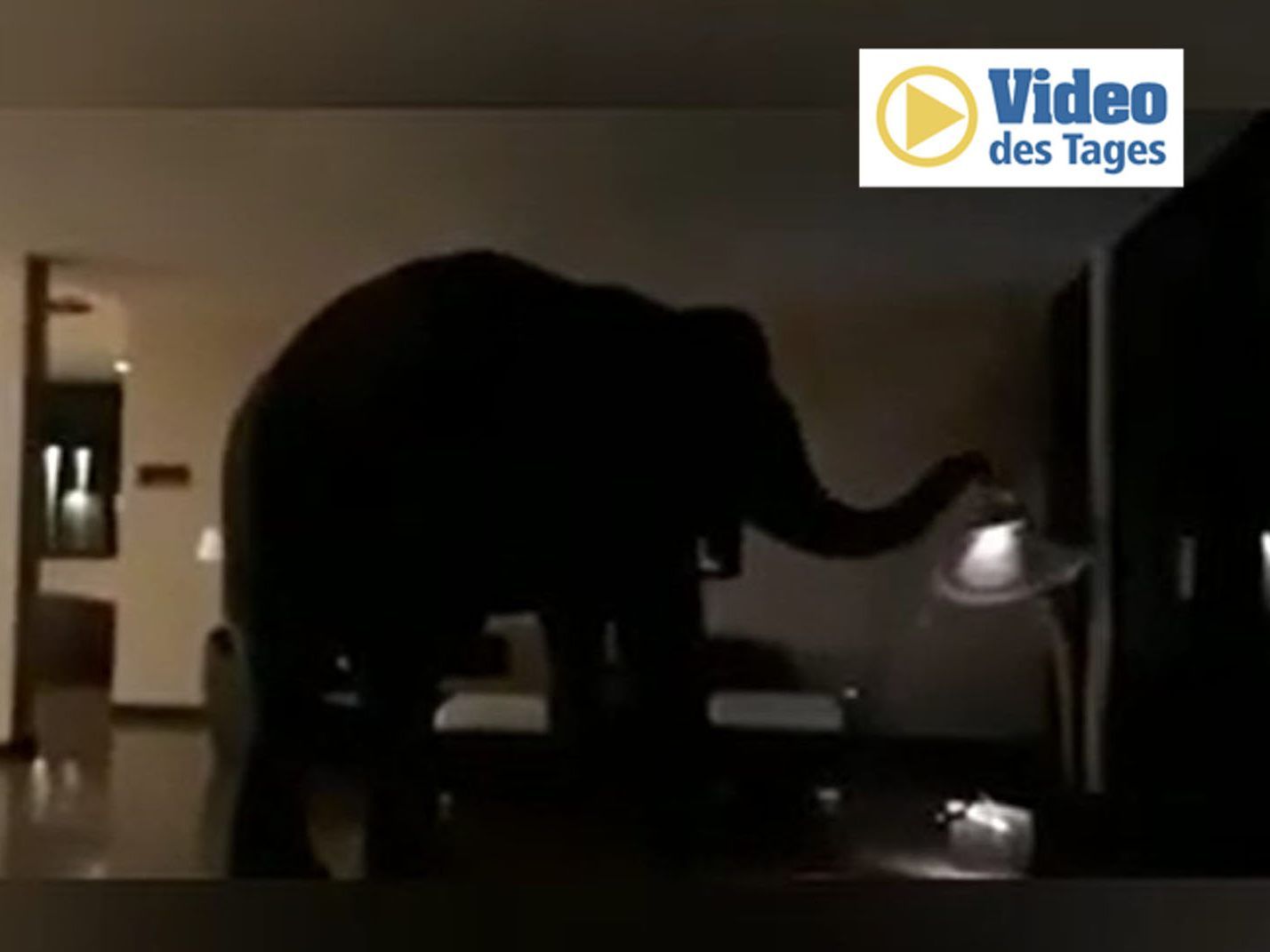 Elefant Natta Kota ist Stammgast im Jetwing Yala Hotel.