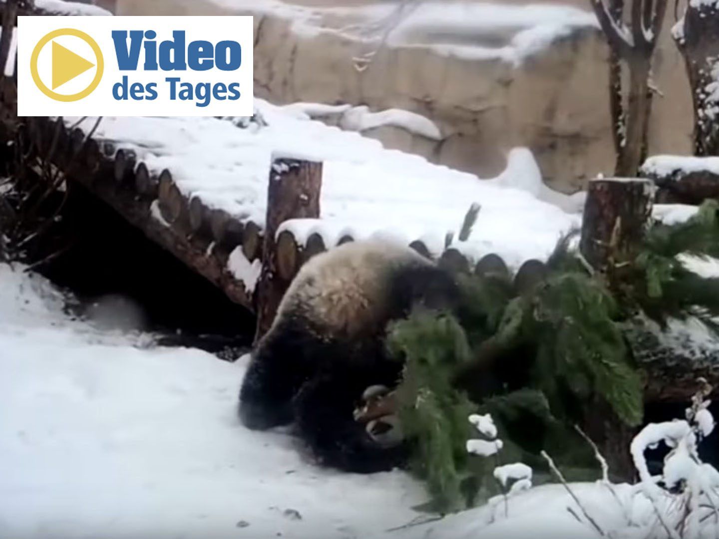 Der Panda im Zoo freut sich besonders über das Weihnachtsgeschenk