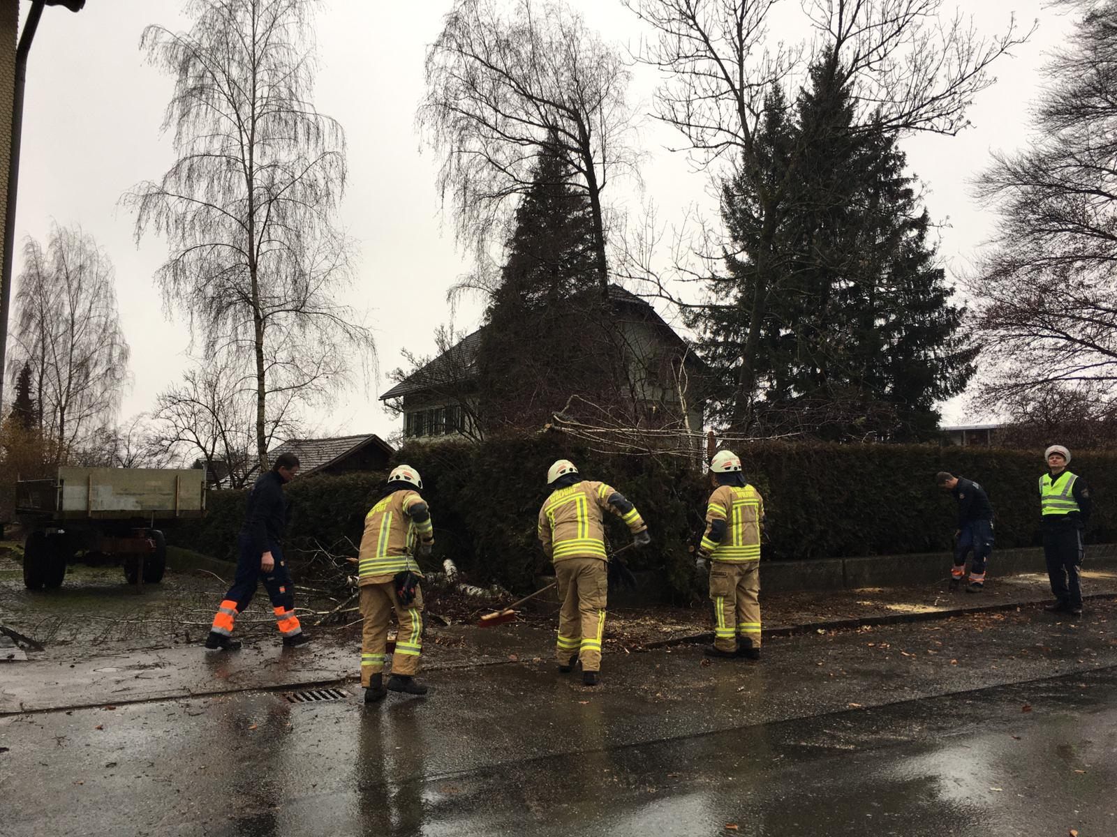 Baum verlegt Straße in Wolfurt Baum verlegt Straße in Wolfurt