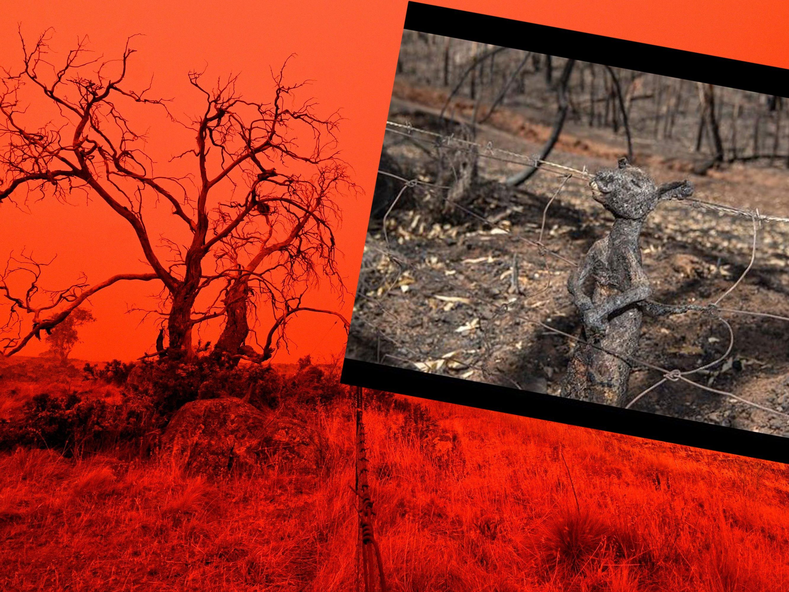 Schon seit Wochen halten die Buschfeuer in Australien an.