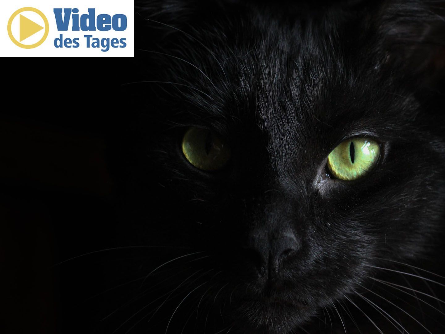 Mutige Katze wehrt sich gegen drei Kojoten