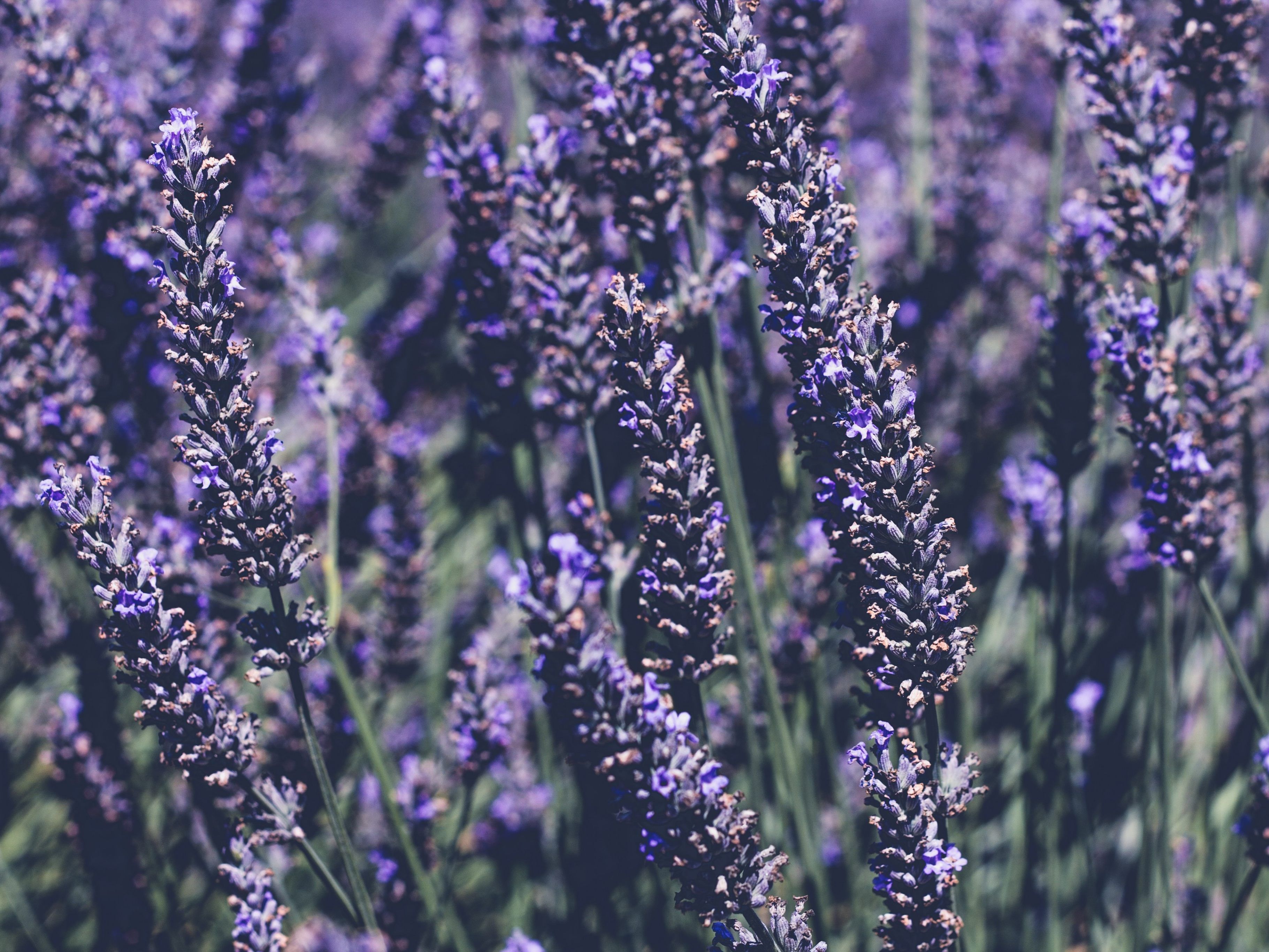 Lavendel ist de Arzneipflanze des Jahres 2020. Lavendel ist de Arzneipflanze des Jahres 2020.