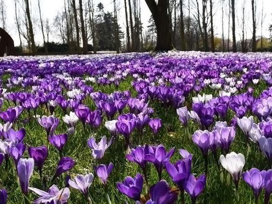 Durch die Jahreszeiten-Verschiebung blühen Pflanzen oft zu früh.