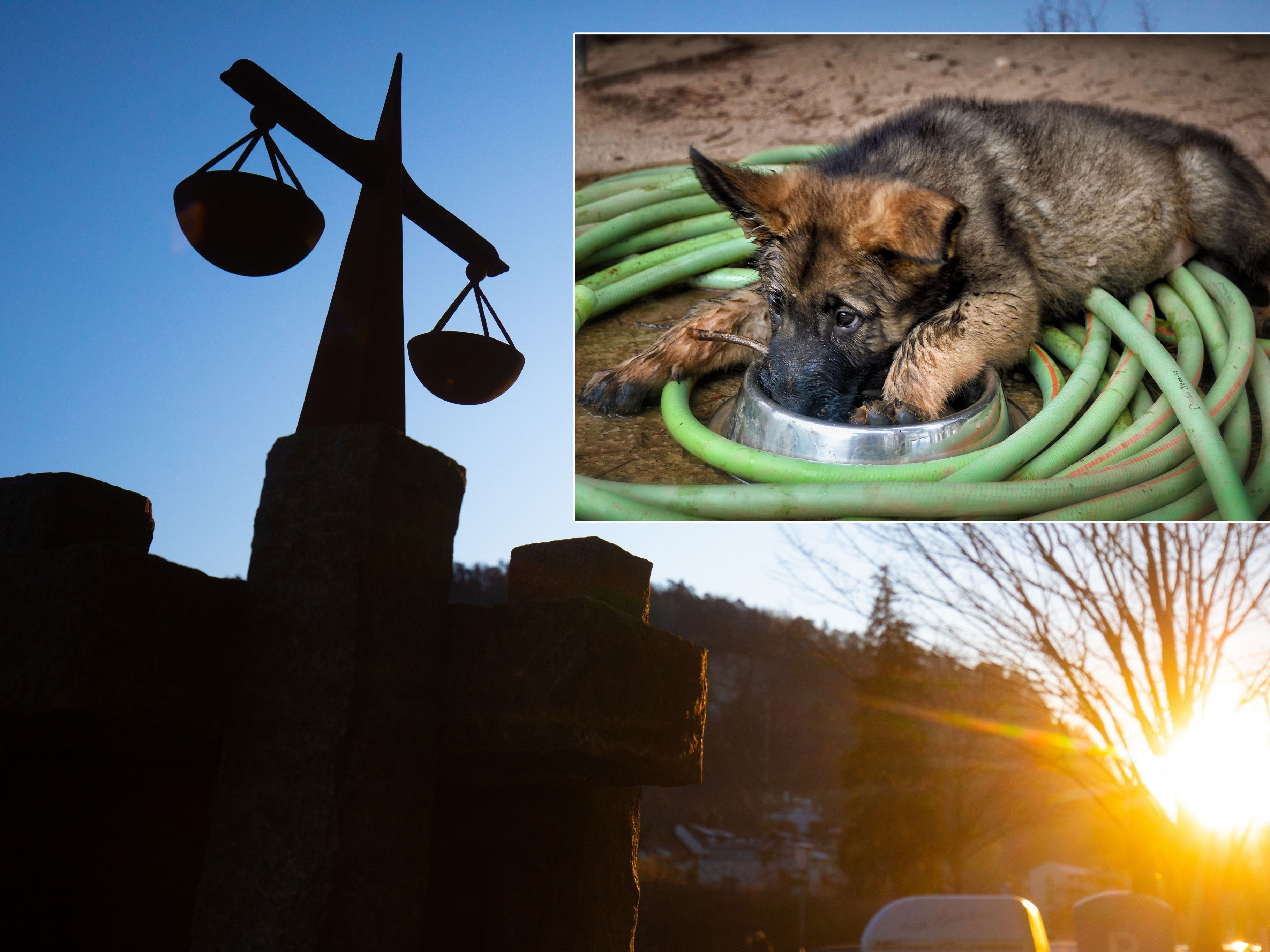 Der 62-Jährige soll den Hund geschlagen haben. Der 62-Jährige soll den Hund geschlagen haben.