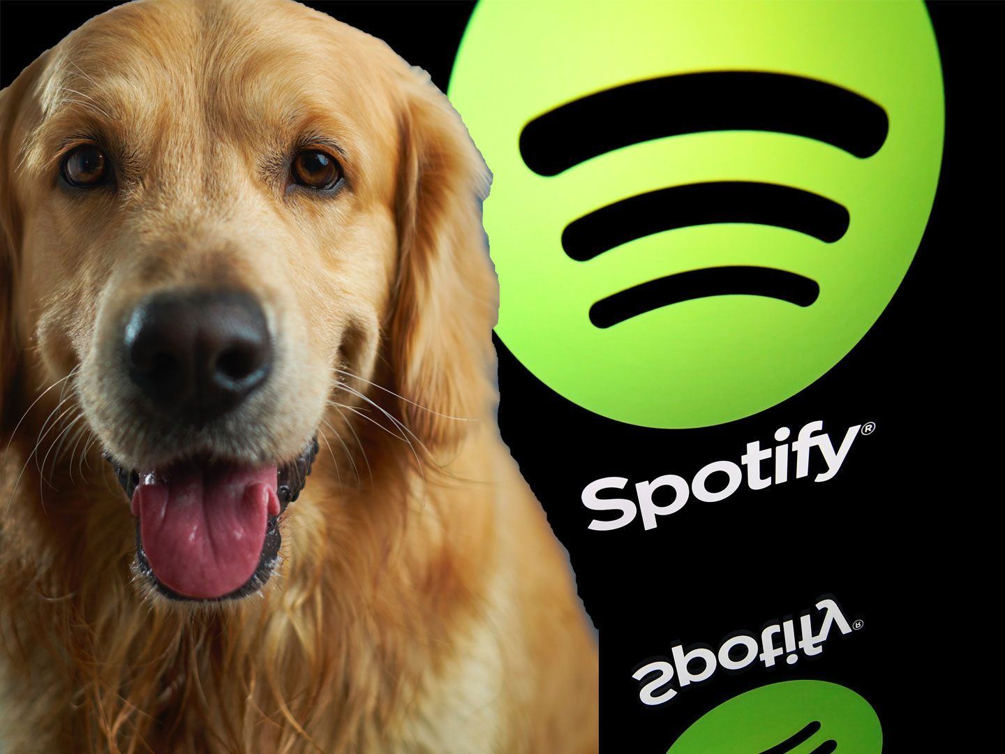 Spotify bietet eine Playlist für daheim gebliebene Hunde an.