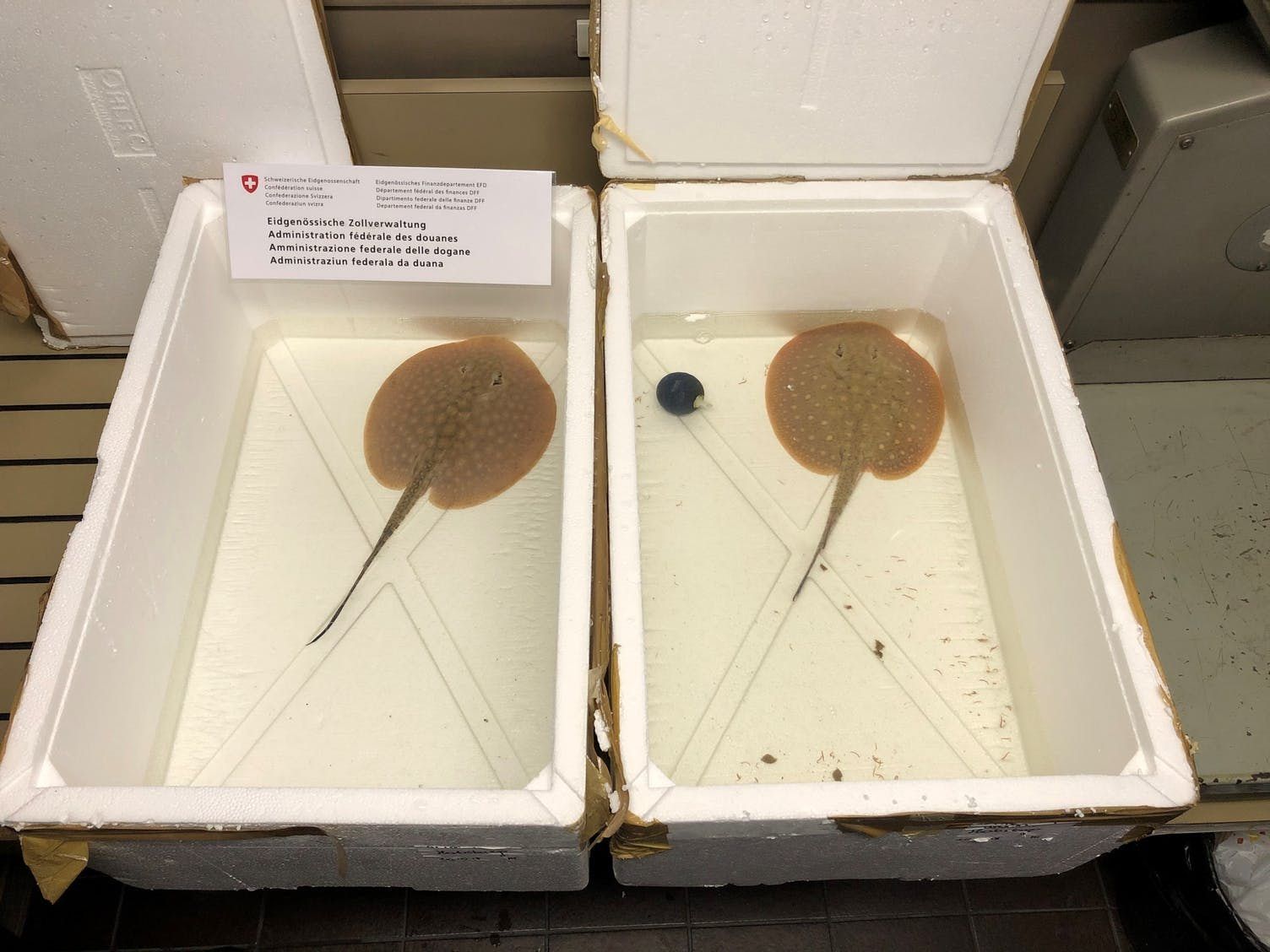 Die Süßwasserstechrochen kommen normalerweise nur in südamerikanischen Flüssen wie dem Amazonas vor. Die Süßwasserstechrochen kommen normalerweise nur in südamerikanischen Flüssen wie dem Amazonas vor.