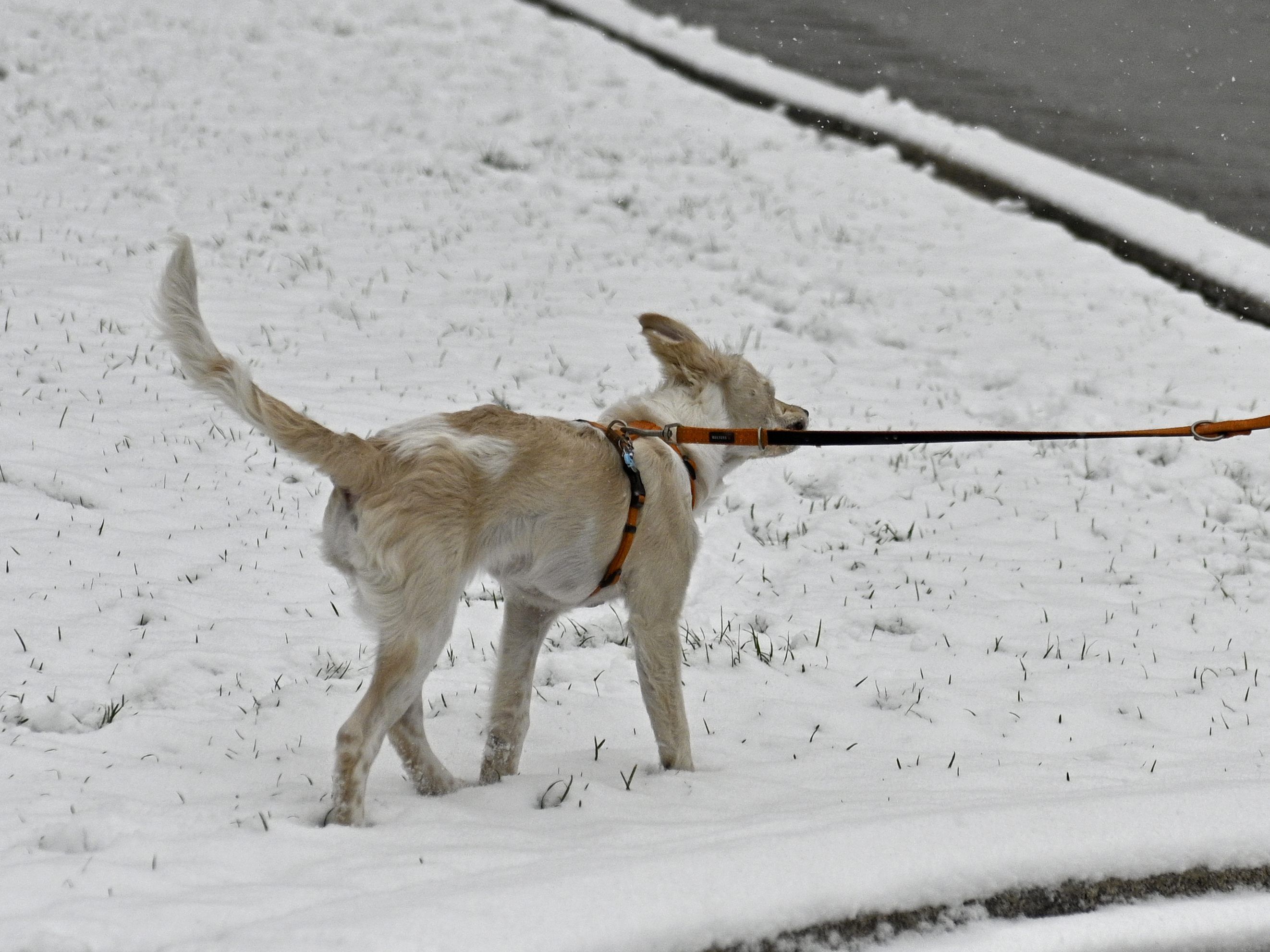 In Wien wird am Wochenende wohl Schnee fallen.