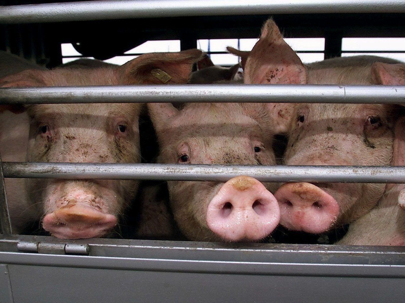 Schweine dürfen über 24 Stunden transportiert werden, sofern sie ständig Zugang zu Wasser haben. Schweine dürfen über 24 Stunden transportiert werden, sofern sie ständig Zugang zu Wasser haben.