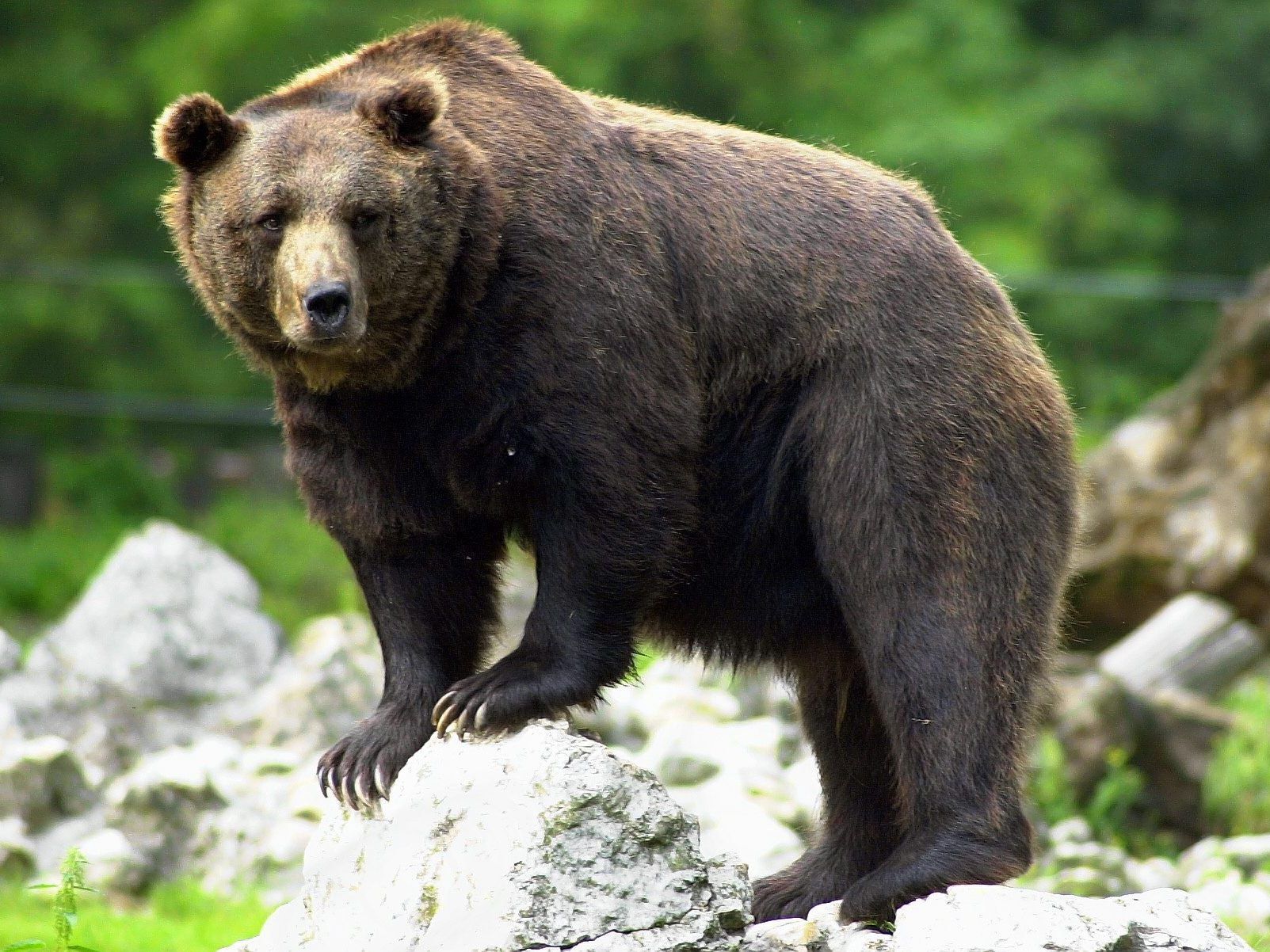 Der erste Braunbär im deutsch-österreichischen Grenzgebiet nach "Bruno" gesichtet, der 2006 abgeschossen wurde.