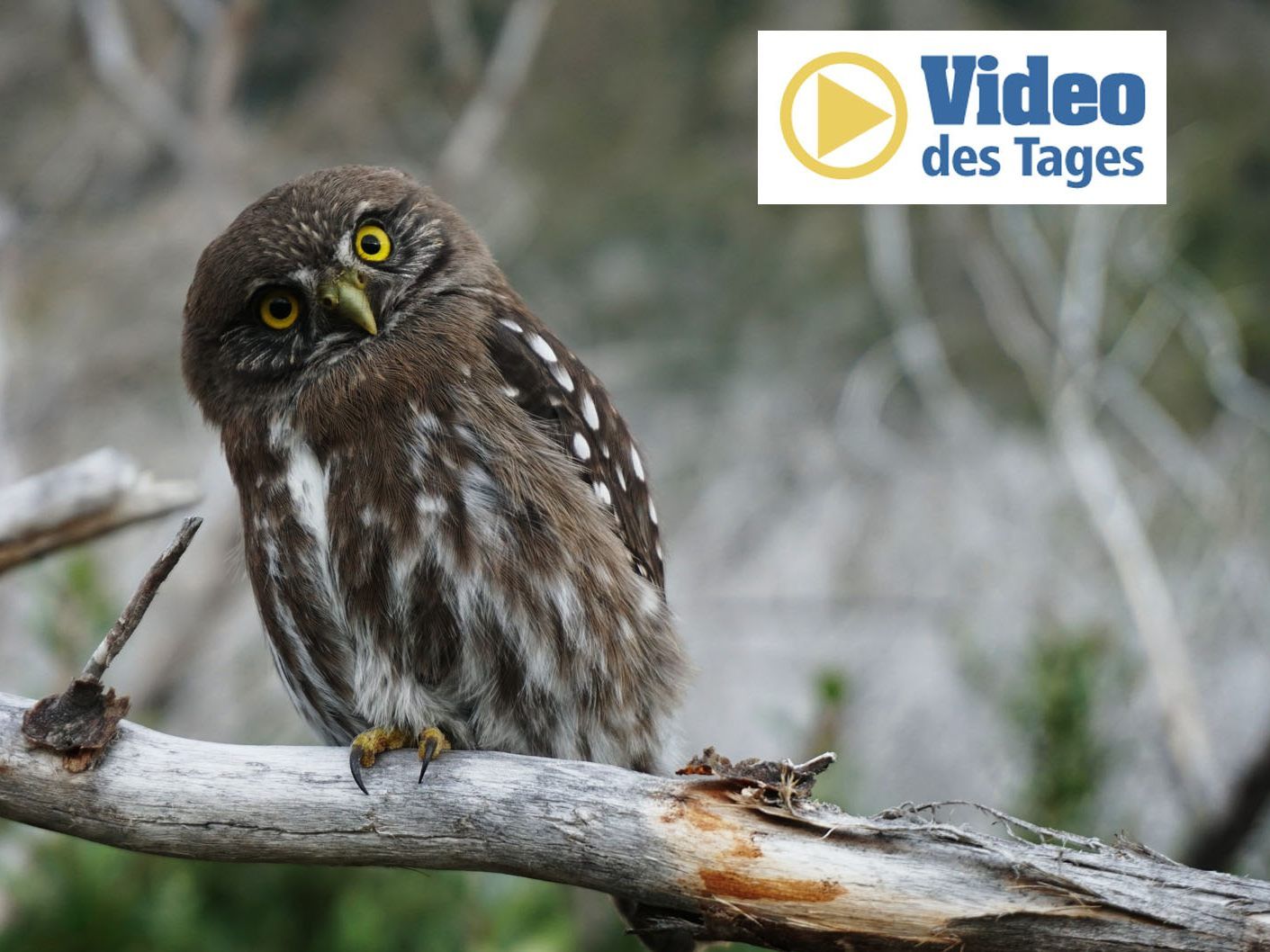 Eule "Plump" wog etwa ein Drittel mehr, als für ihr Körpergewicht angebracht.