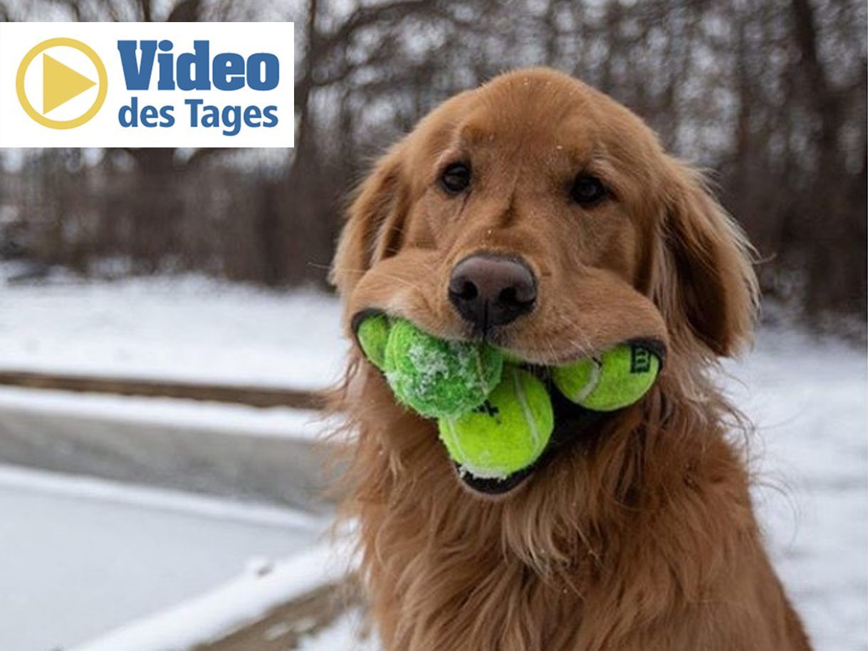 Finley schafft einen neuen Weltrekord: Er kann sechs Tennisbälle auf einmal im Maul halten.