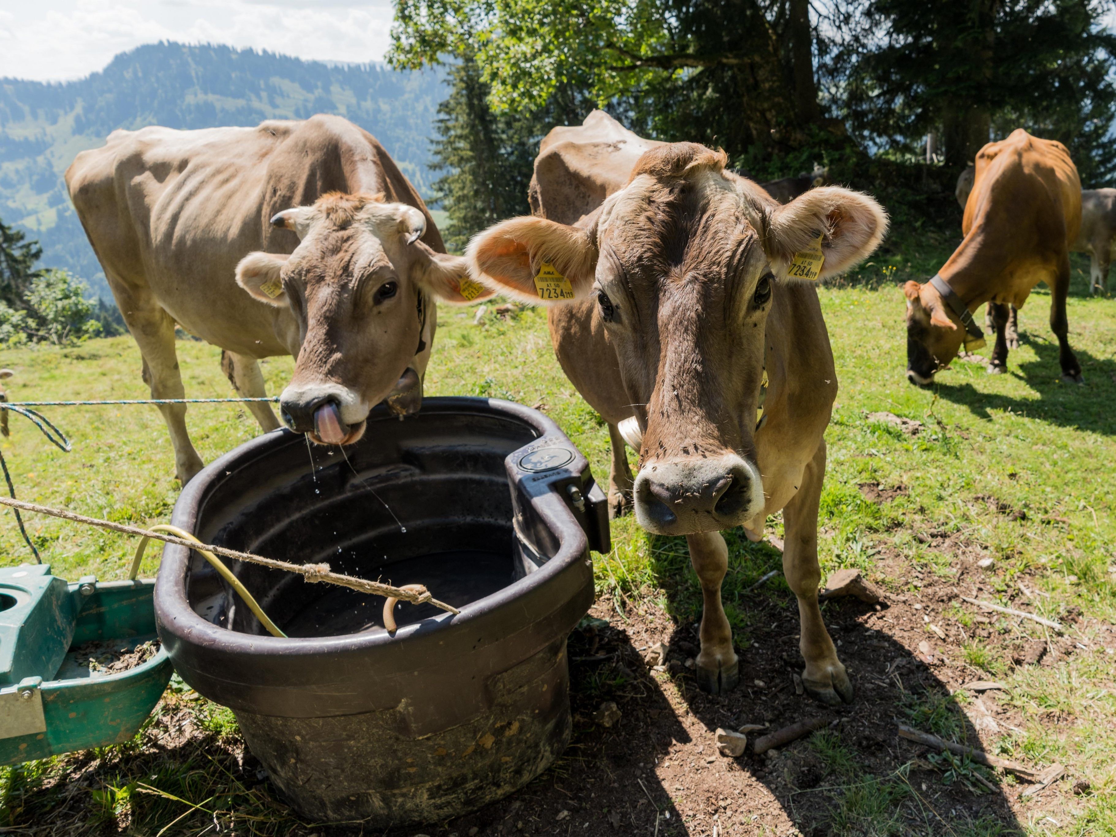 Mit Kuhmasken gegen den Klimawandel?