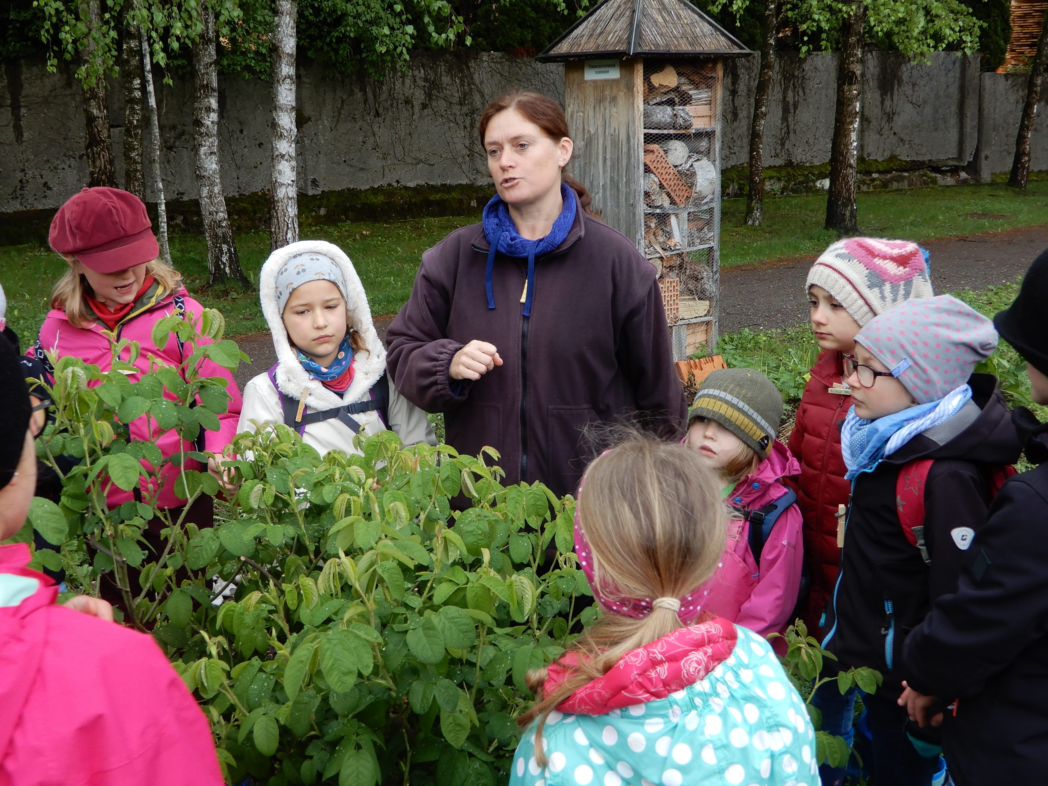 Ab Mai heißt es beim OGV Dornbirn wieder "Kids im Kräutergarten".