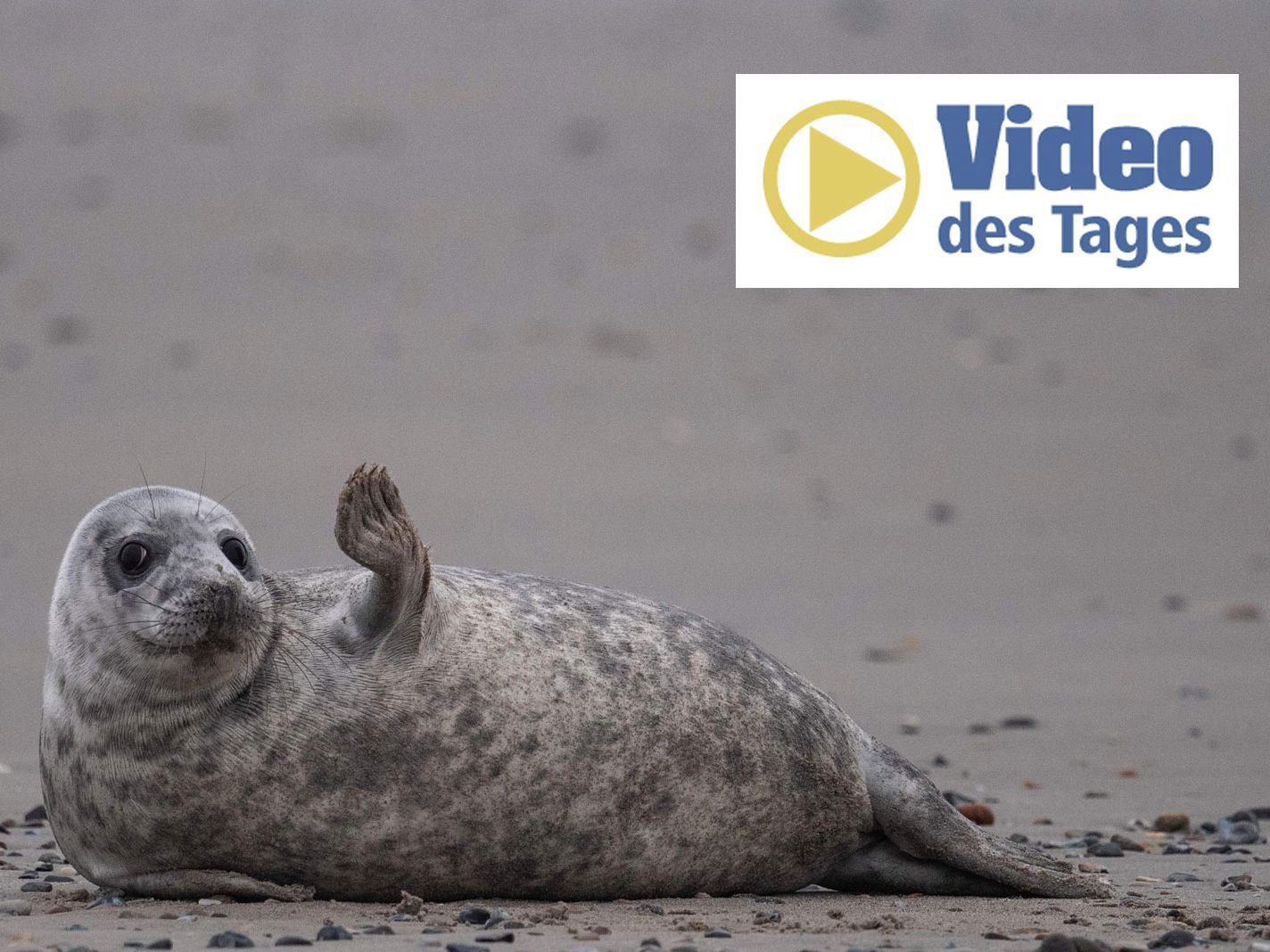 Die letzte Robbe wurde 2014 im Rhein gesichtet.