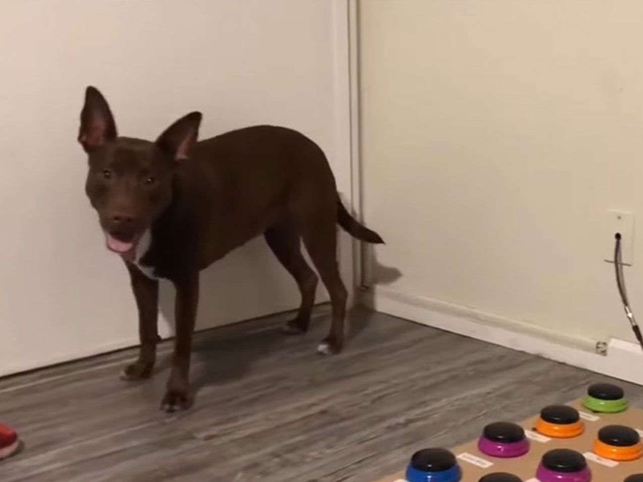 Eine intelligente junge Hundedame: Stella teilt über das Soundboard mit, was sie möchte.
