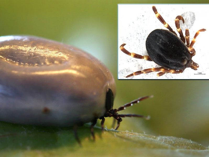 Eingewanderte Hyalomma-Zecken (rechts oben) überwintern neuerdings auch in unseren Breiten