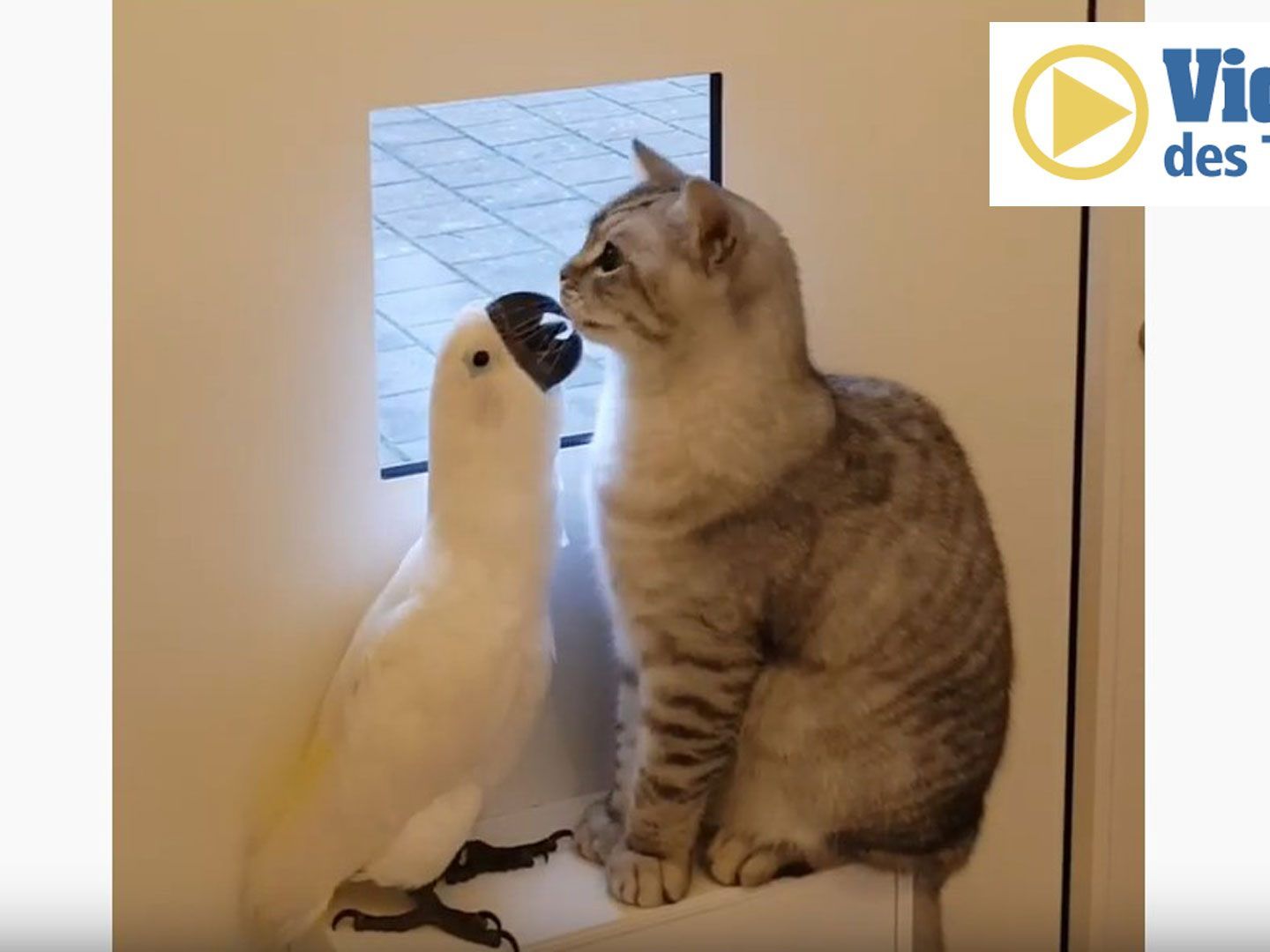 "Zazoo" und "Simba" sind ein ungewöhnliches Gespann.