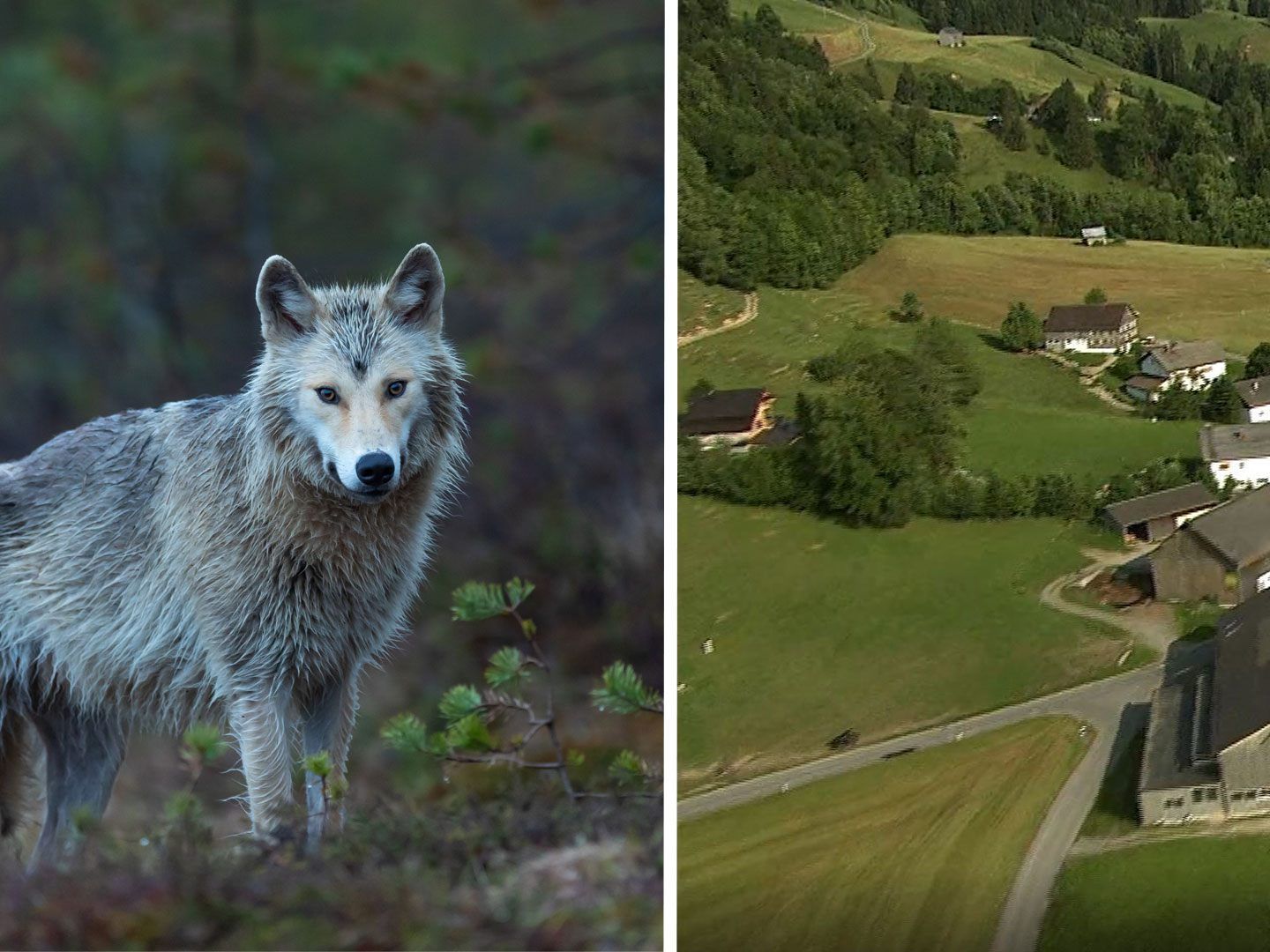 Wildtiere gerissen - Wolfsalarm im Bregenzerwald