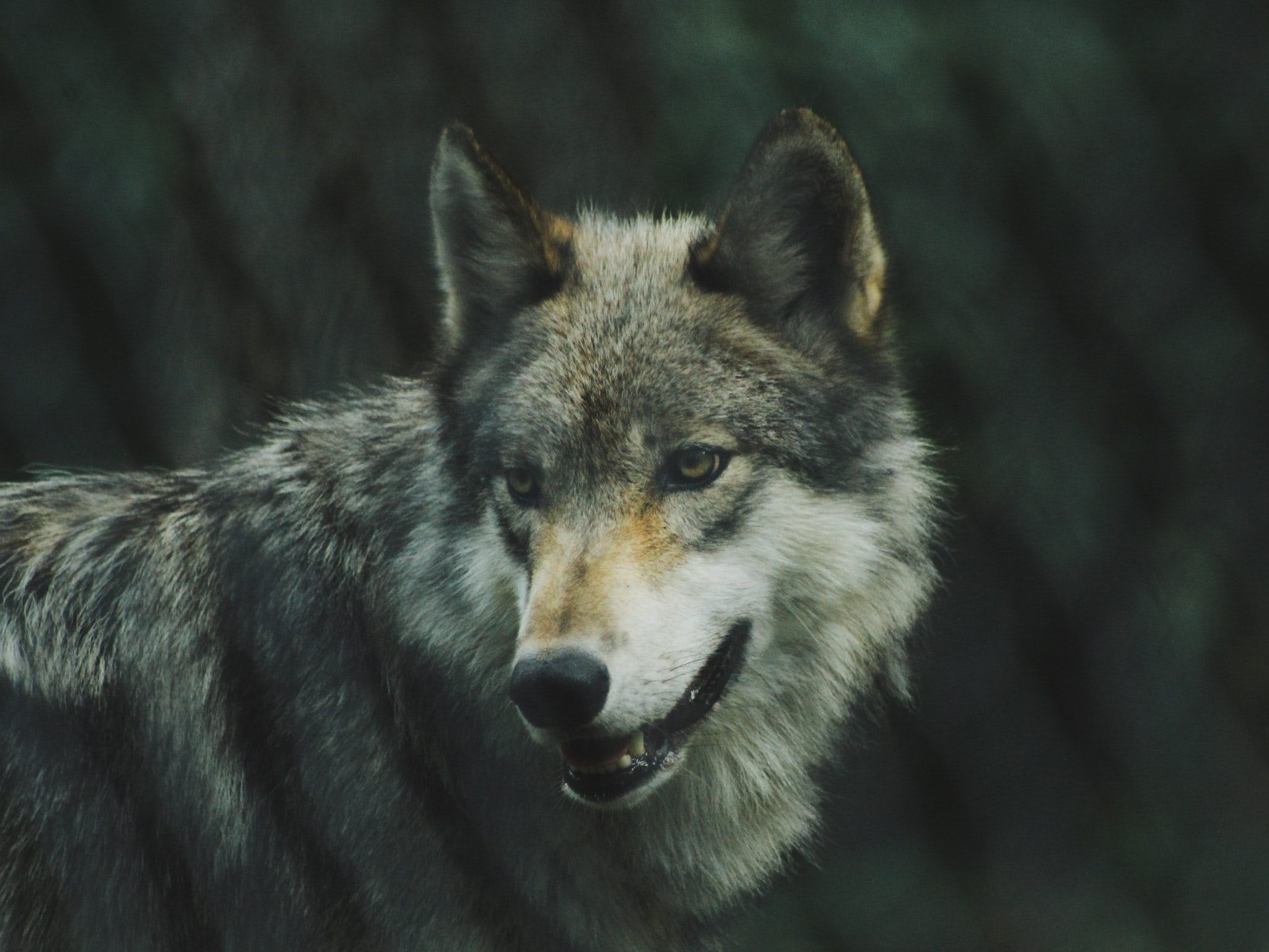 Der Wolf woll gesundheitlich angeschlagen gewesen sein.