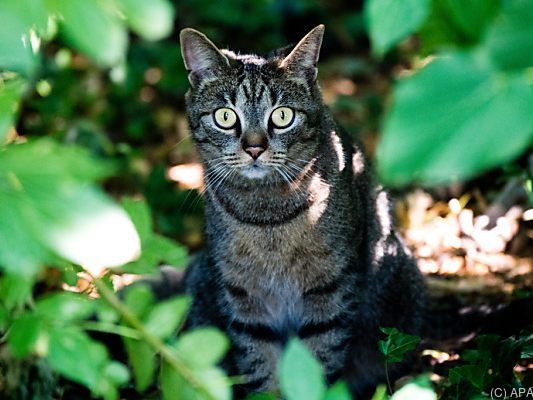 Die Katze litt vorübergehend an Verdauungs- und Atembeschwerden