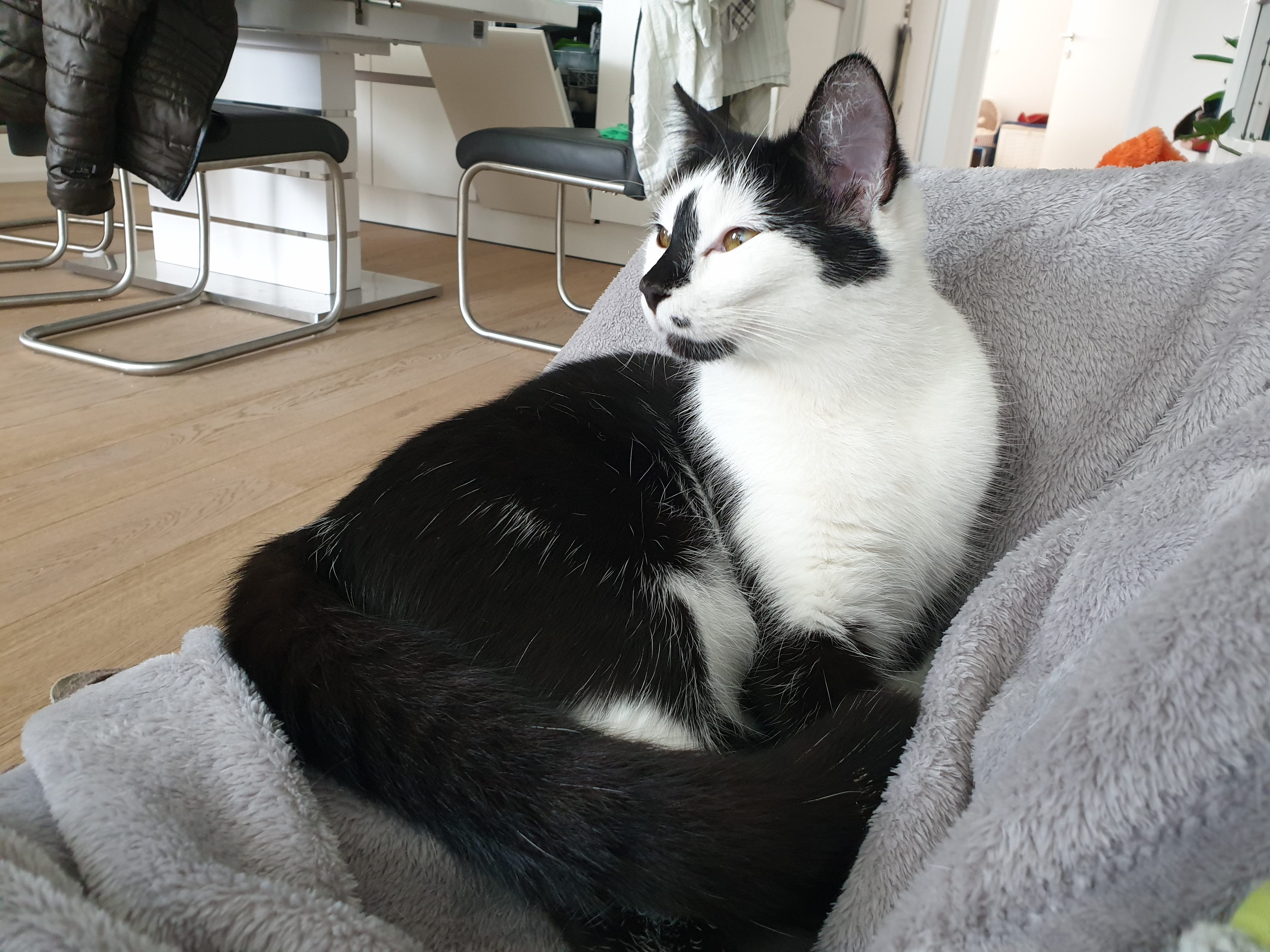 Bitte Ausschau nach Katze Marie halten. Danke!
