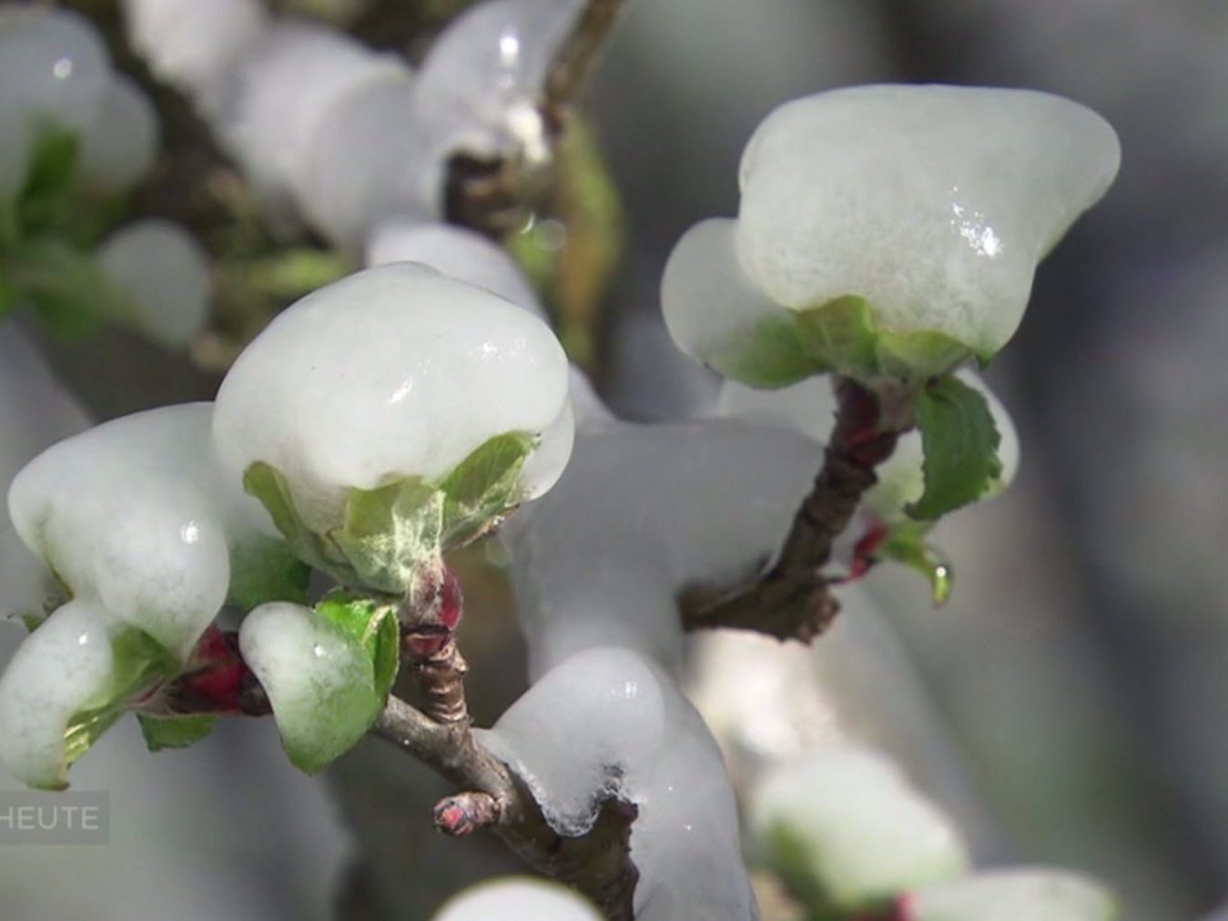 Kalte Nächste machen Obstbauern zu schaffen