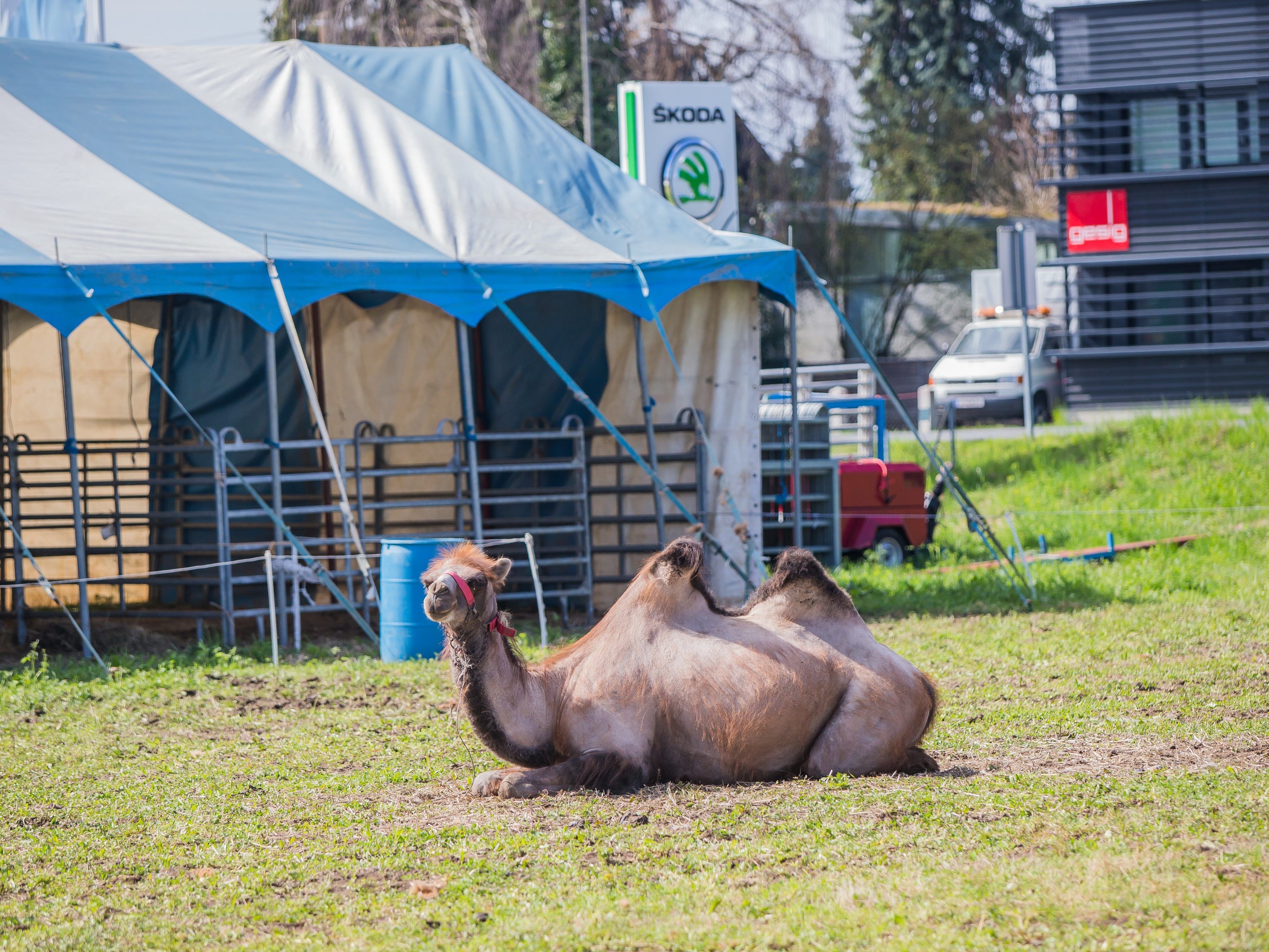 Der Zirkus ist in Hard gestrandet.