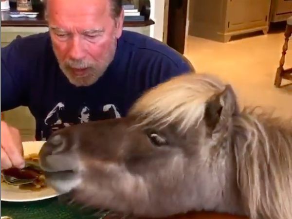 Bei Arnold essen die Tiere vom Tisch.