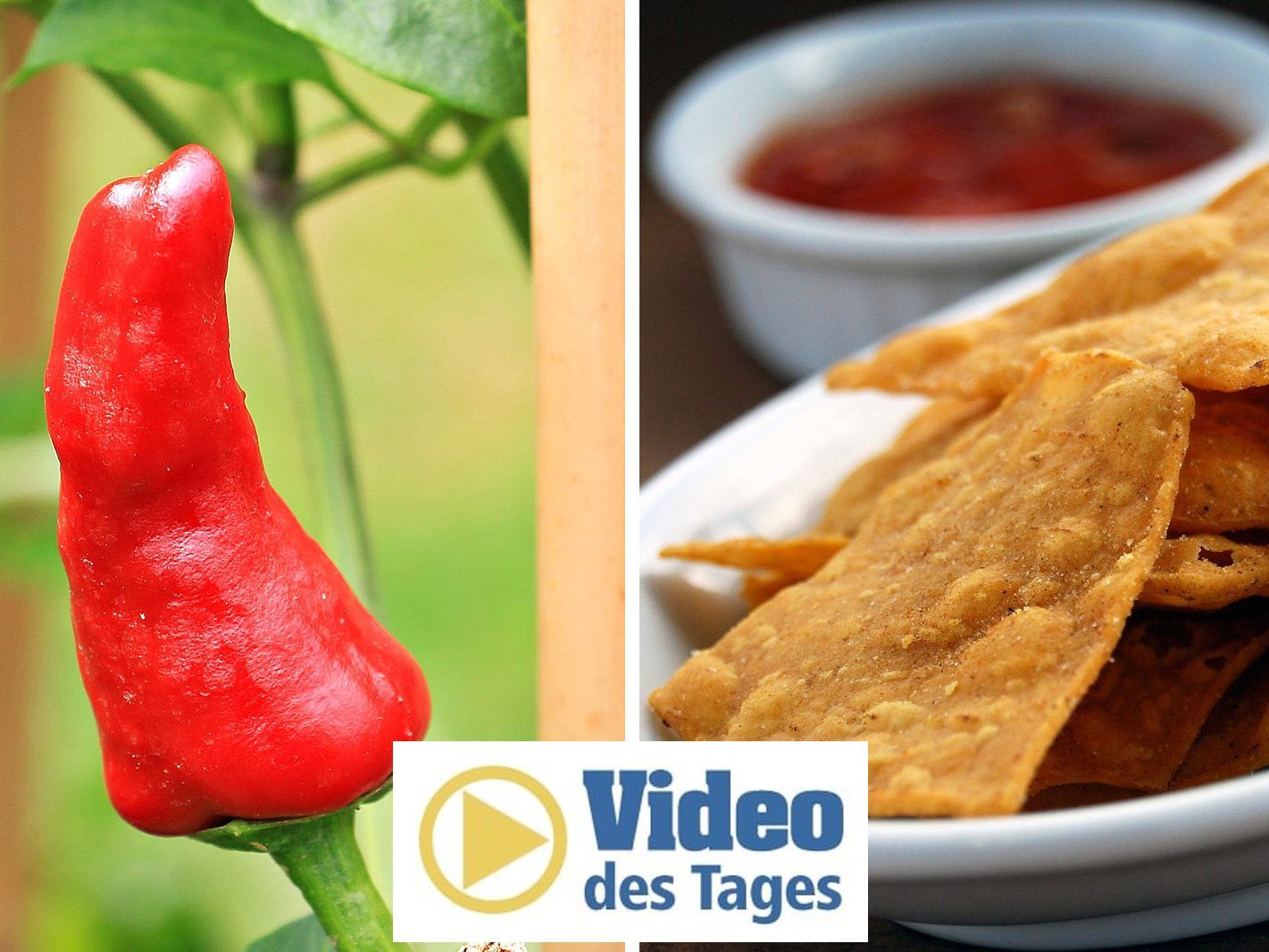 Der schärfste Chip der Welt ist 400 Mal schärfer als Tabasco.