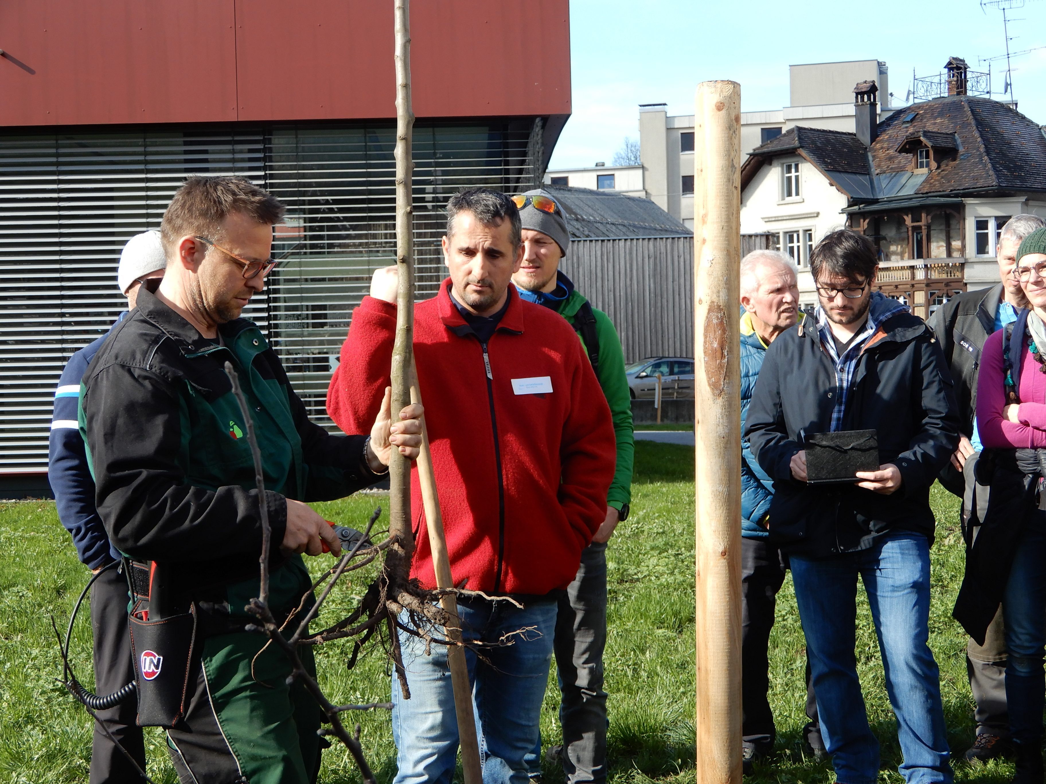 Beim Kurs des OGV Dornbirn wird wieder der fachgerechte Obstbaumschnitt gelehrt.