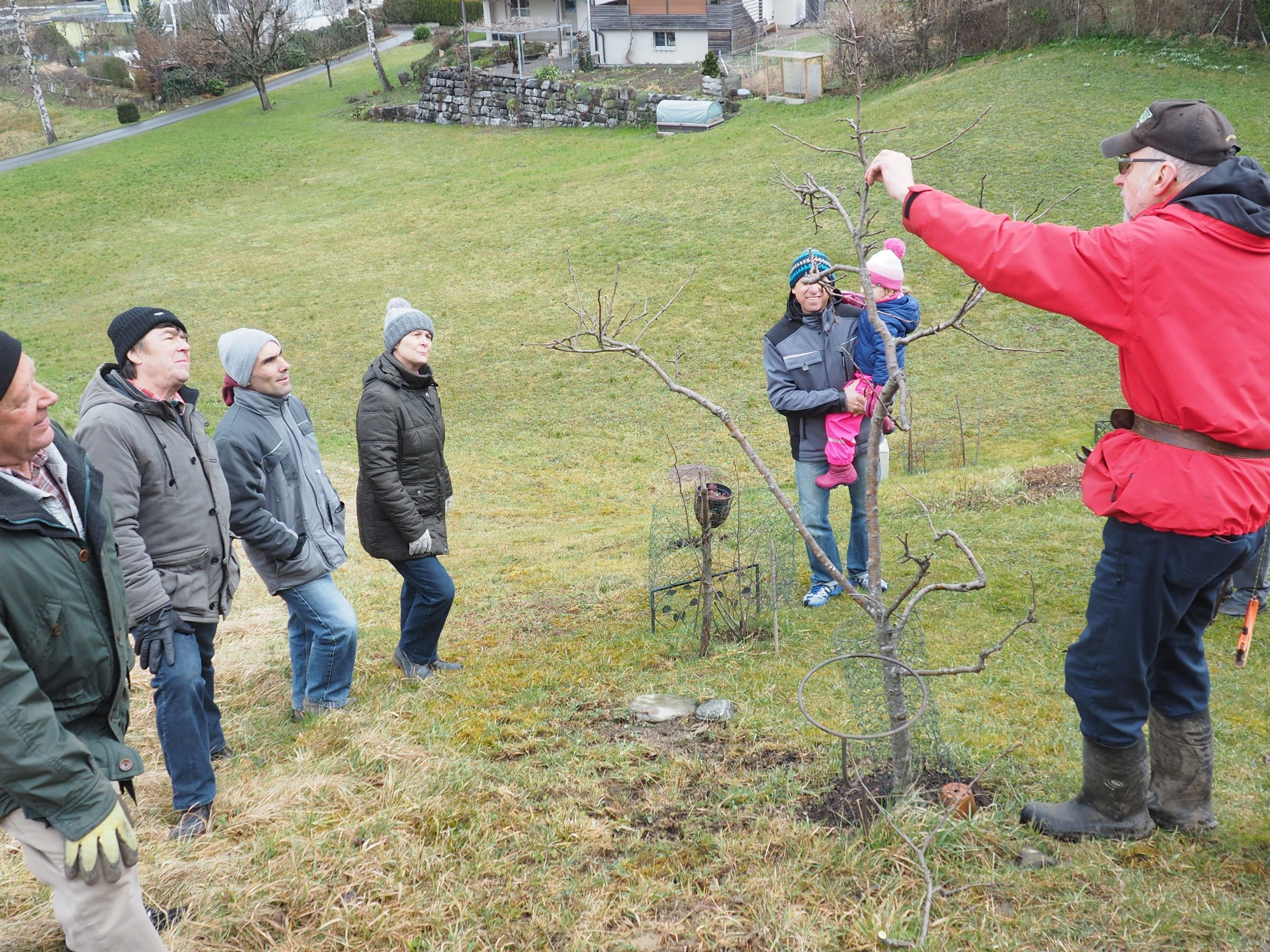 Gottfried Gang erklärte den fachgerechten Obstbaumschnitt. Gottfried Gang erklärte den fachgerechten Obstbaumschnitt.
