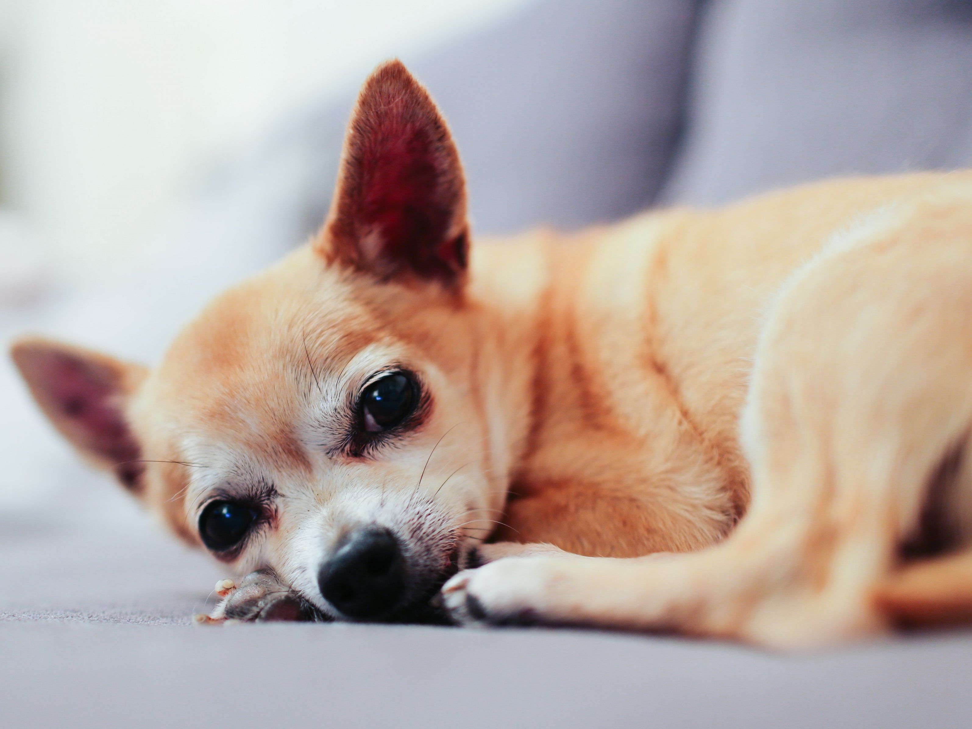 Ein süßer Chihuahua.
