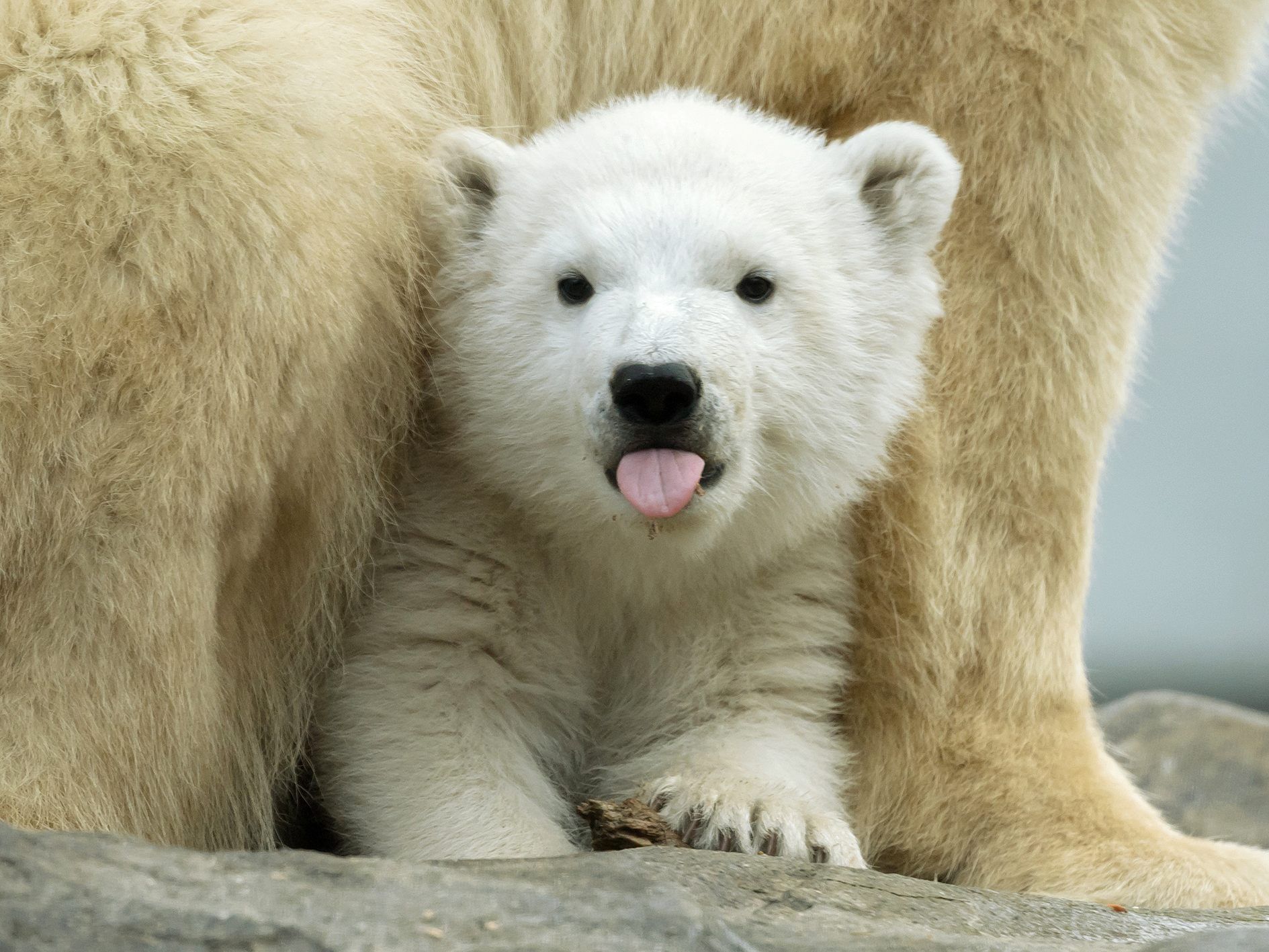 Eisbär-Baby in Schönbrunn.