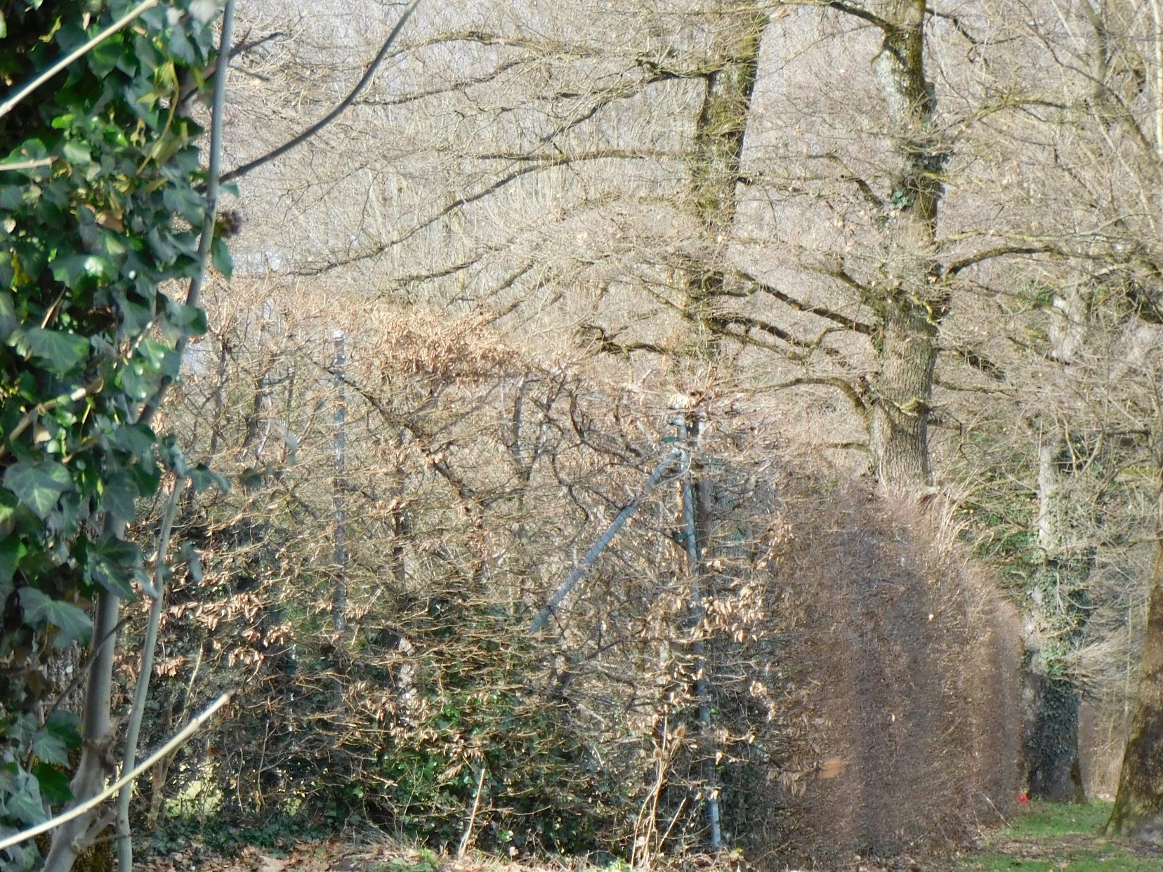 Auch in Röthis mussten zahlreiche Eschen gefällt werden