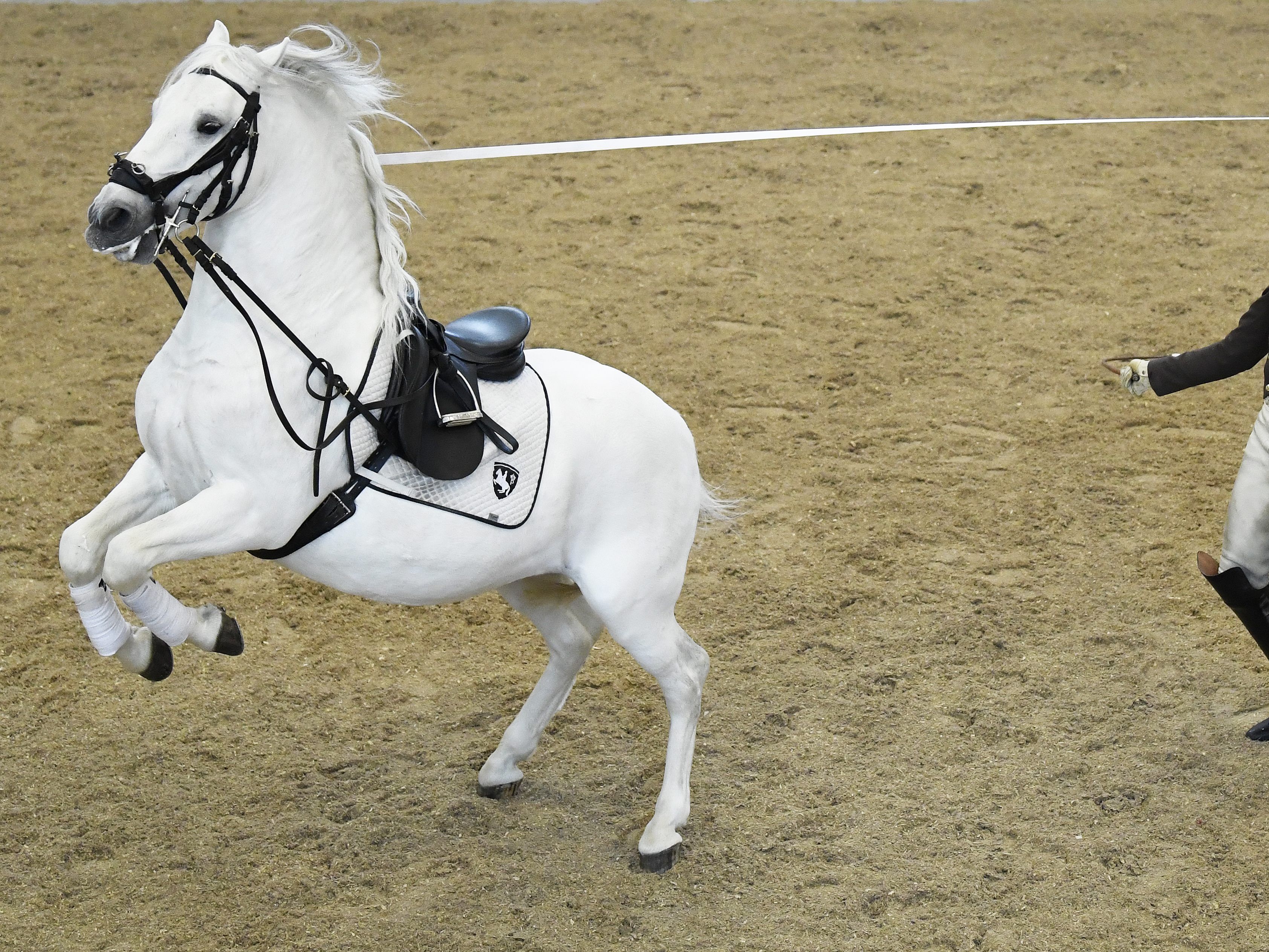 Die Lipizzanerzucht soll zum Weltkulturerbe werden.