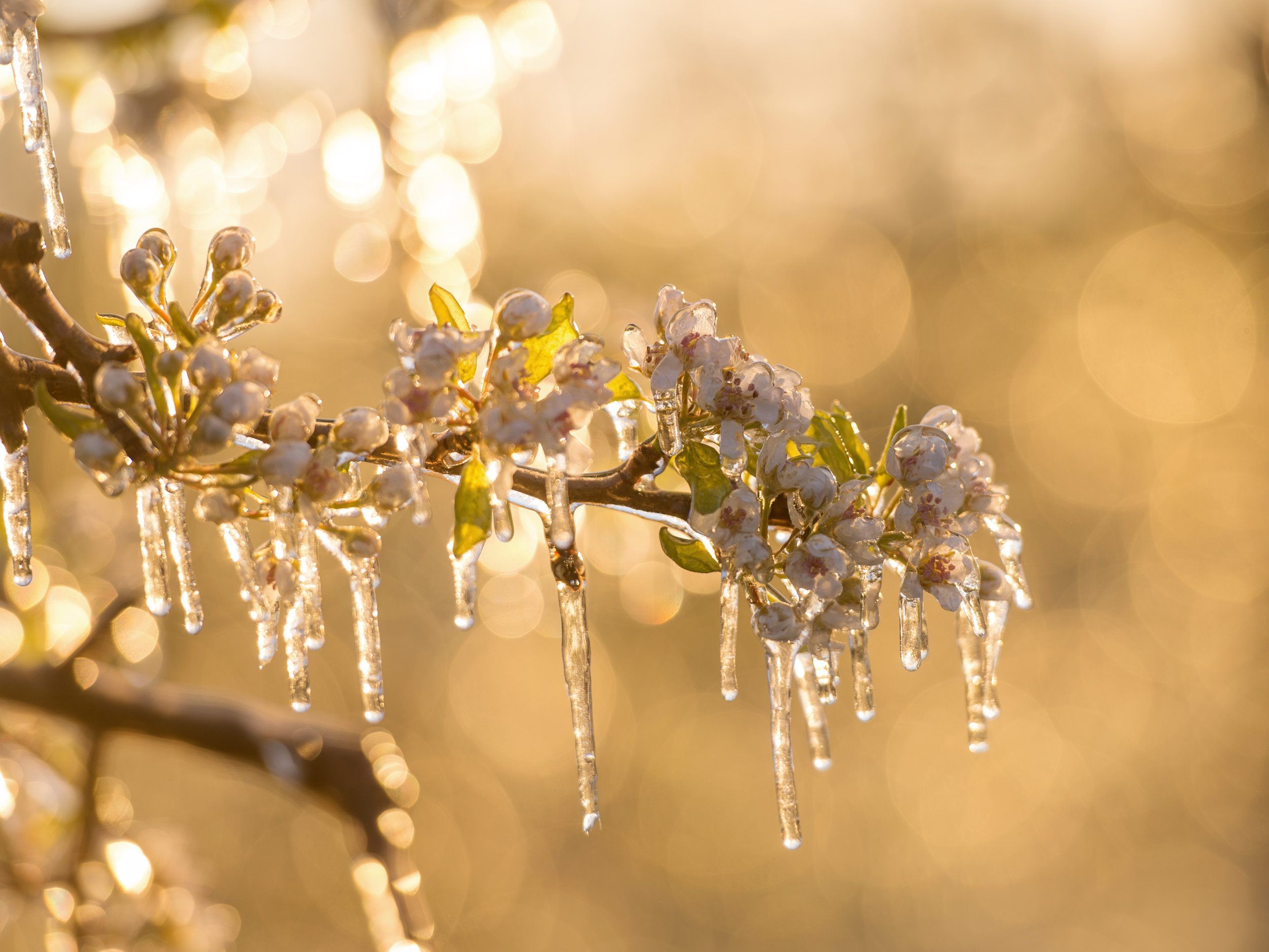 Am Wochenende kommt es wieder zu frostingen Temperaturen.