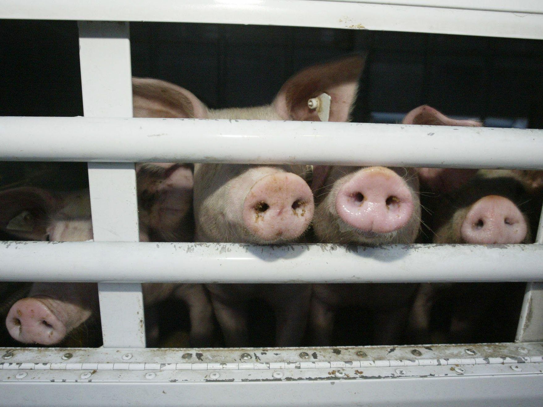 Tiertransporte sollen nur dann abgefertigt werden, wenn ein rascher Transport gewährleistet werden kann.