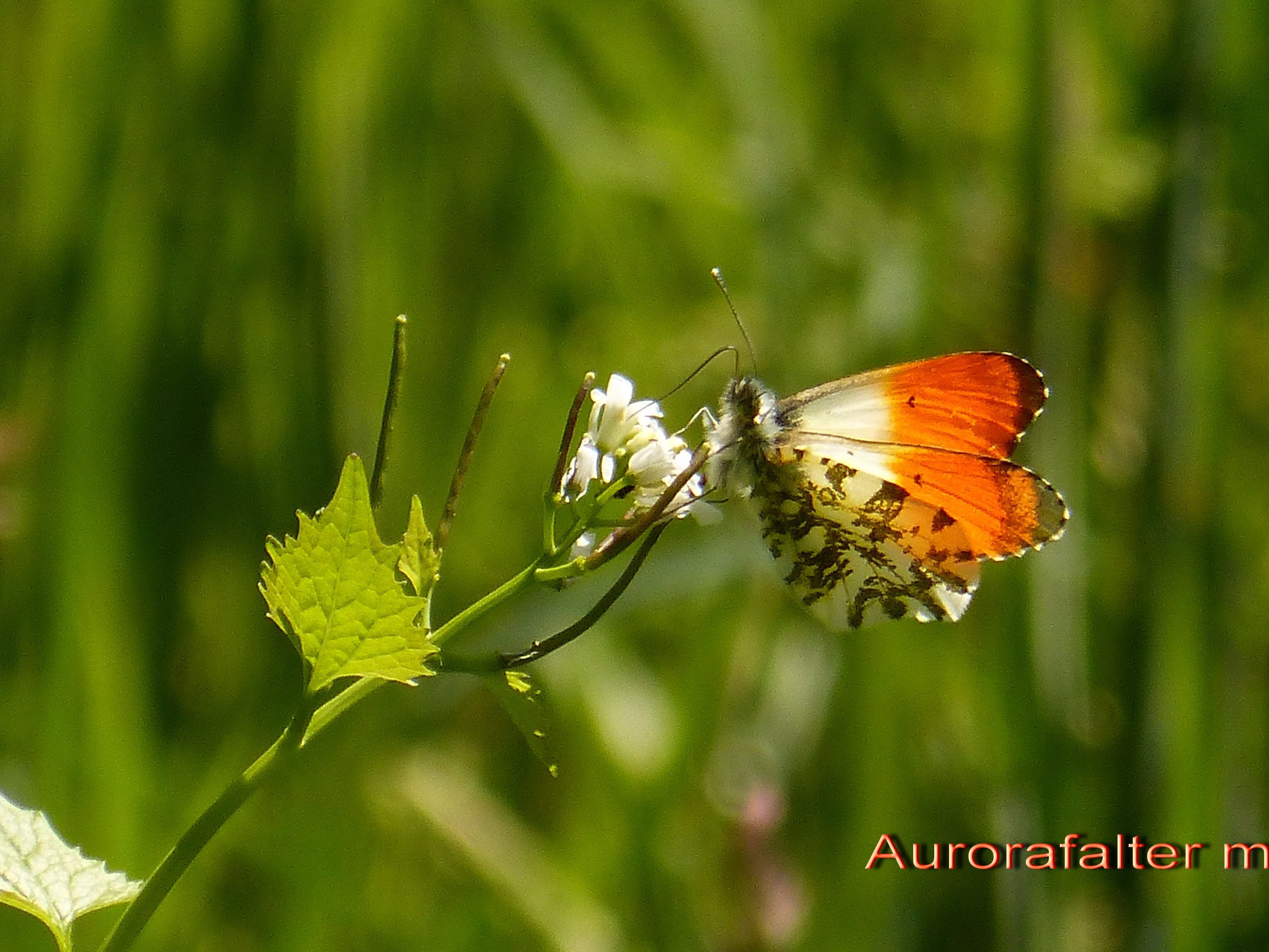 männlicher Aurorafalter