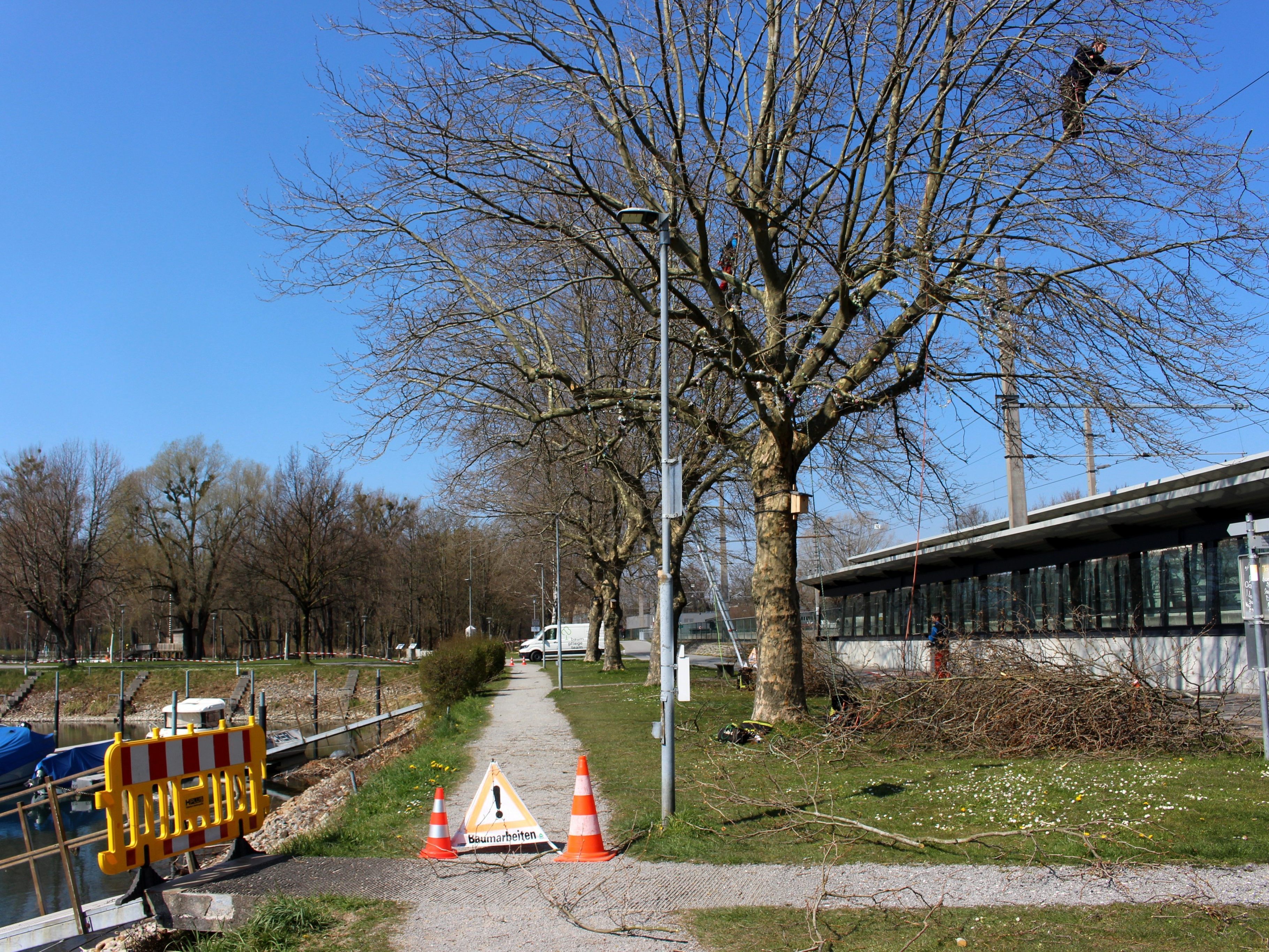 In oft schwindelnder Höhe sind die Baumpfleger vom „Baumpflegeteam Gieselbrecht“ aus Langen fachmännisch im üppigen Geäst unterwegs.