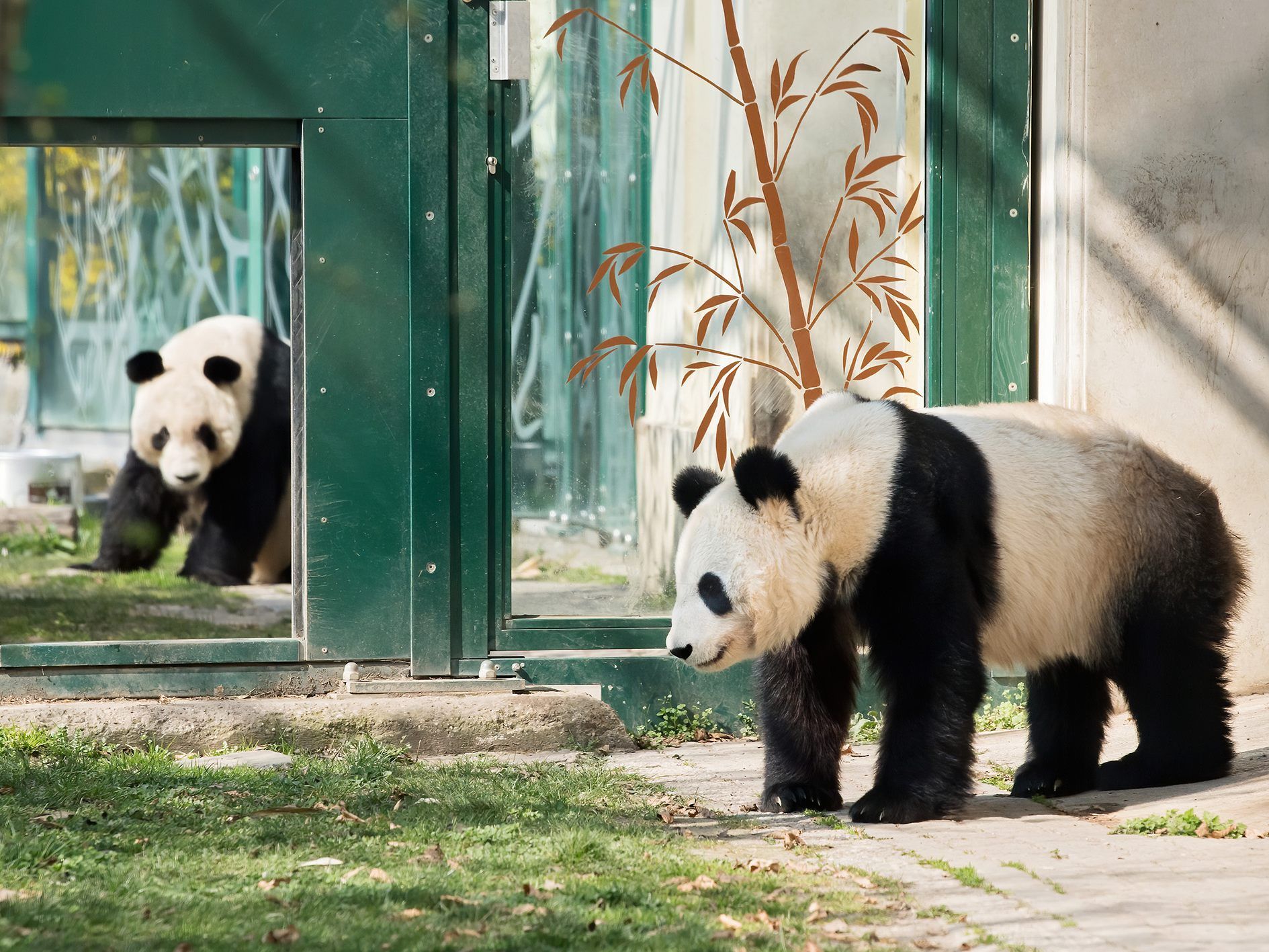 Yang Yang und Yuan Yuan sind erstmals aufeinander getroffen