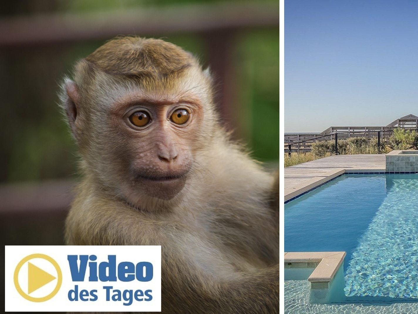 Ein Affenpaar nutzte in Mumbai einen leeren Pool, um sich abzukühlen.