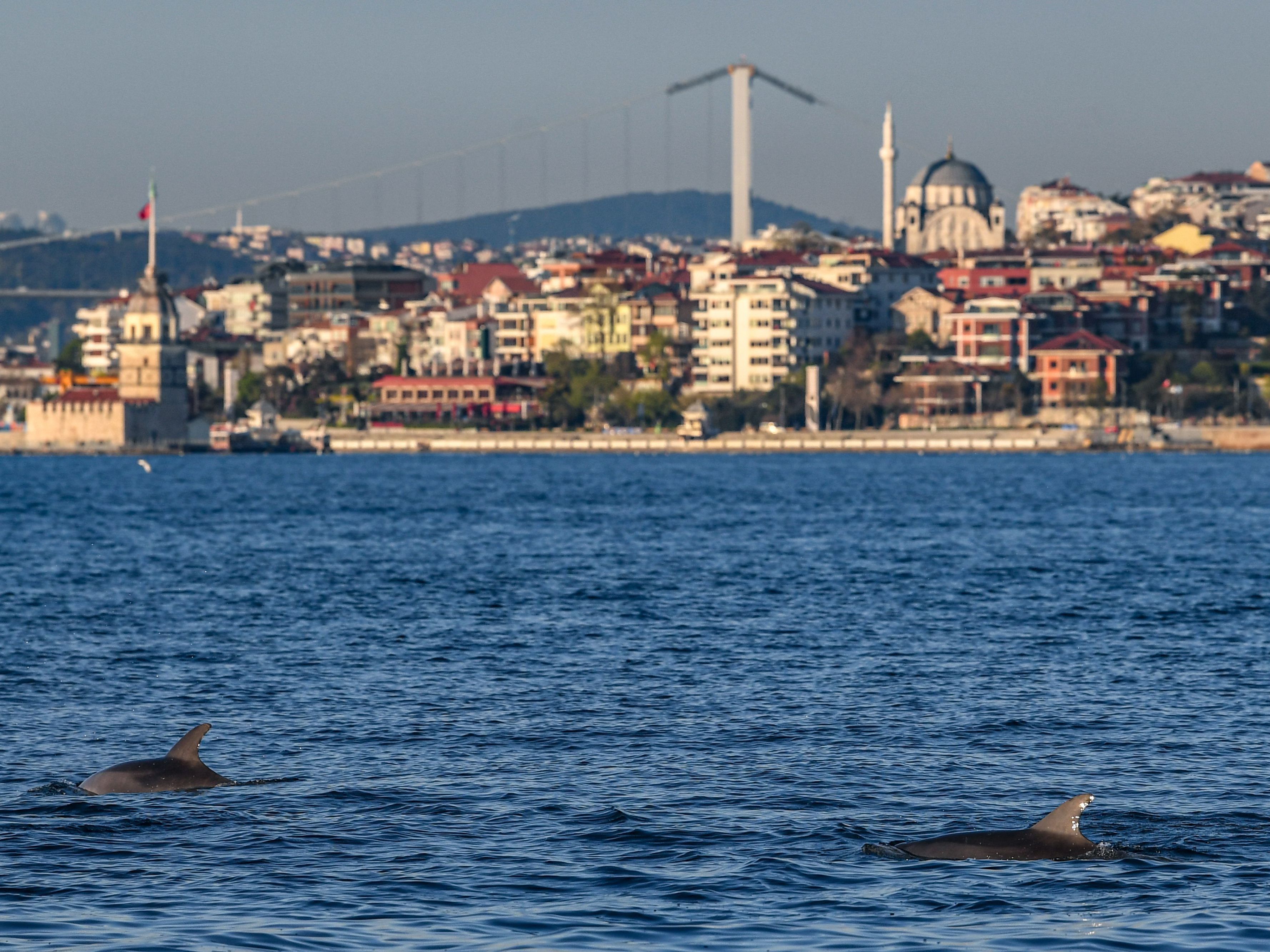 Wunderschön: Delfine am Bosporus.