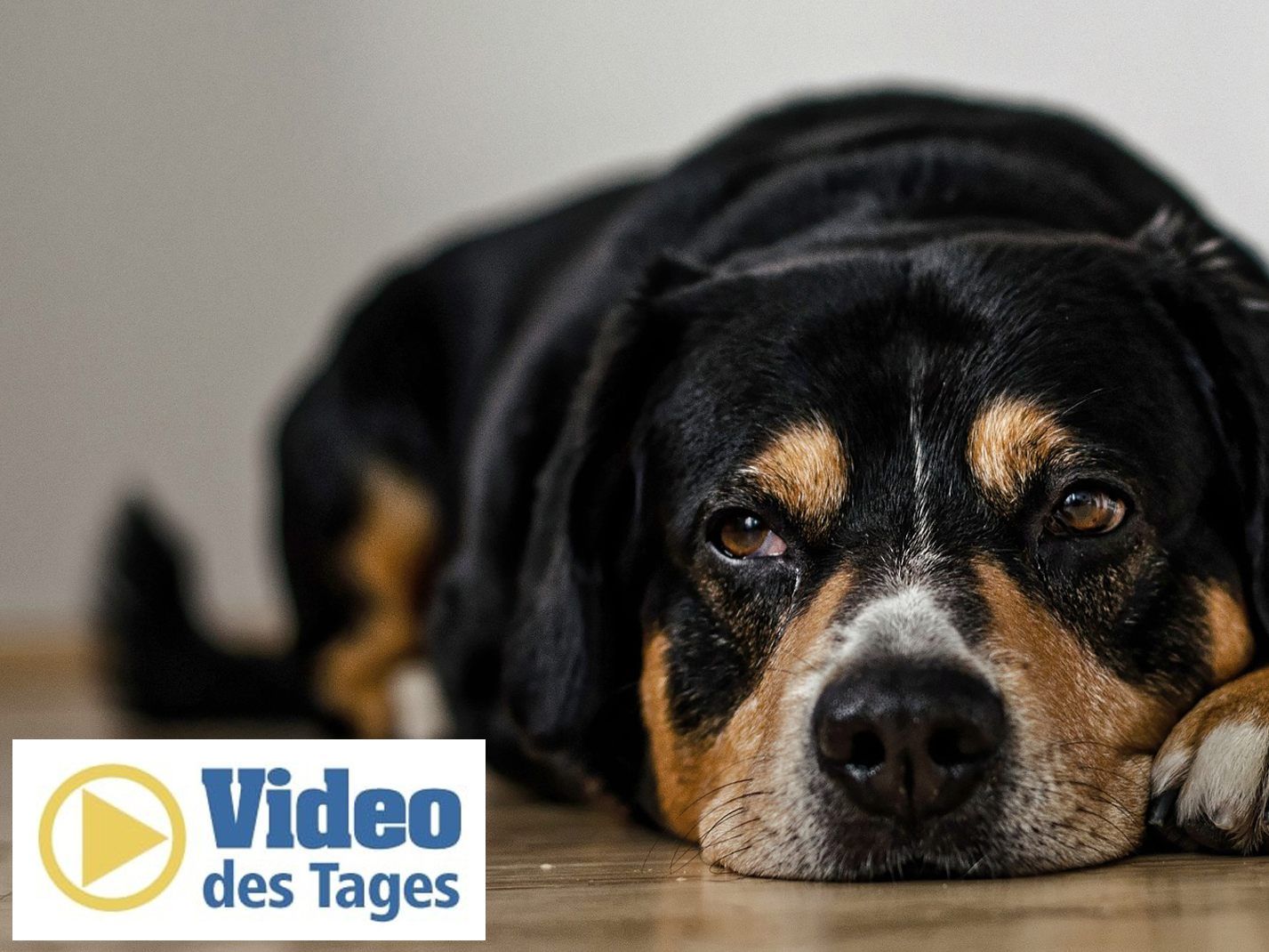 Bullterrier "Sparky" hat nur ein kleines Problem - er ist unglaublich faul.