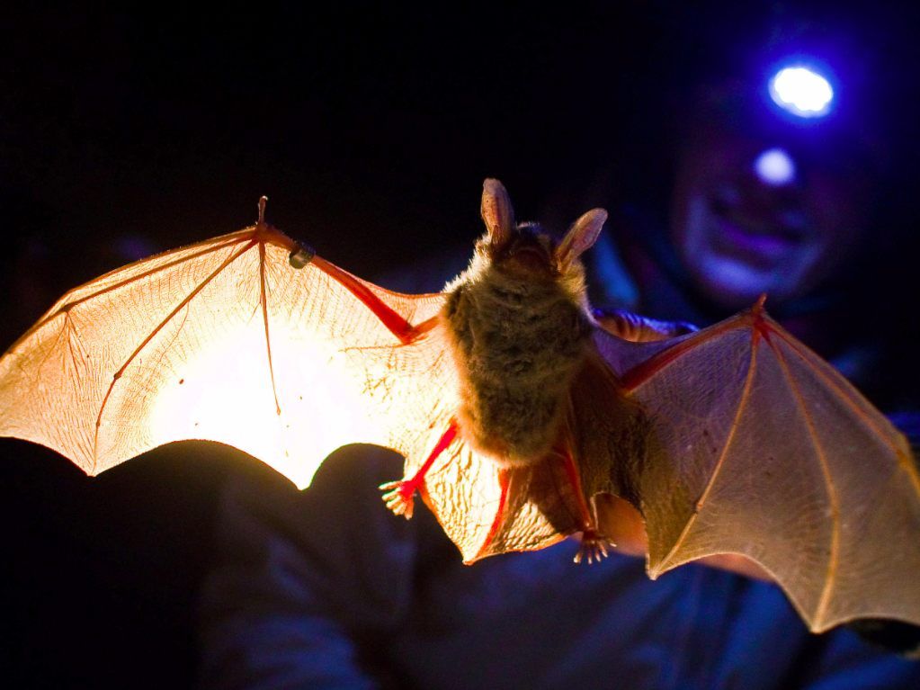 Gefährliche Virenüberträger.