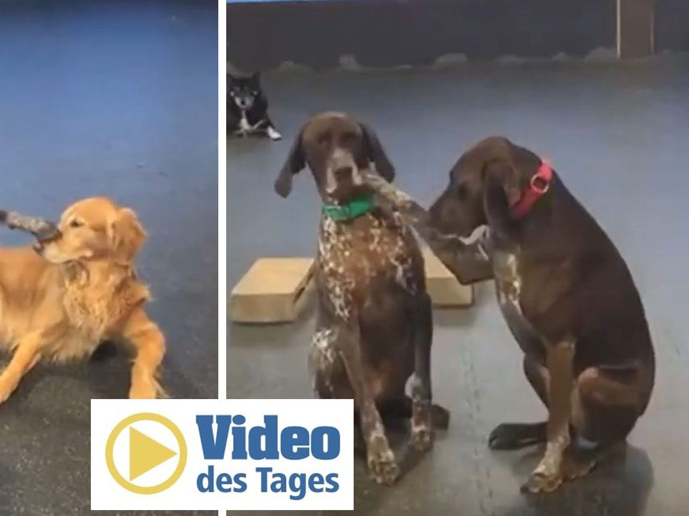 Hündin "Ruby" liebt es, andere Hunde zu streicheln.