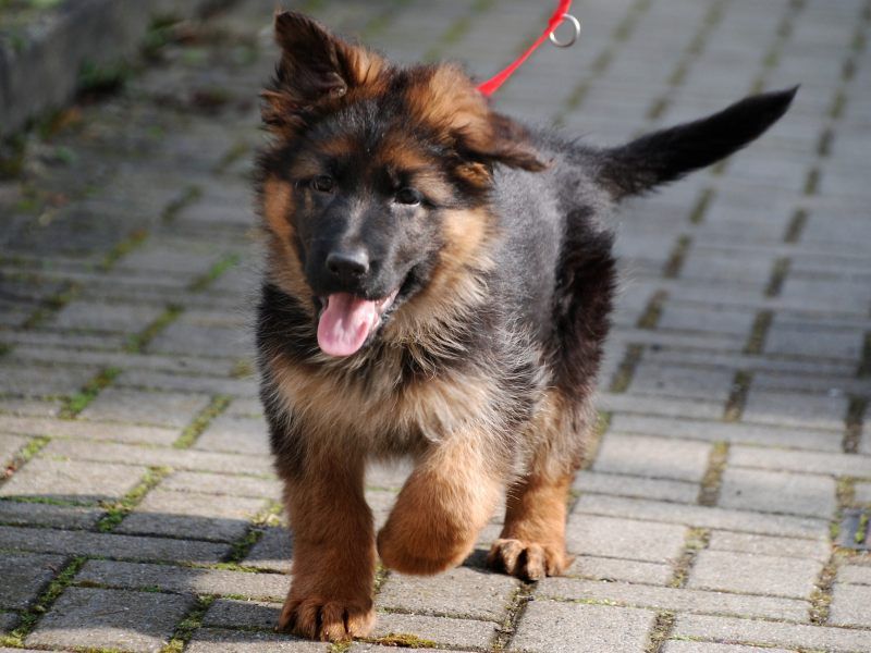 PflichtSachkundenachweis für Hundehalter nun per OnlineKurs