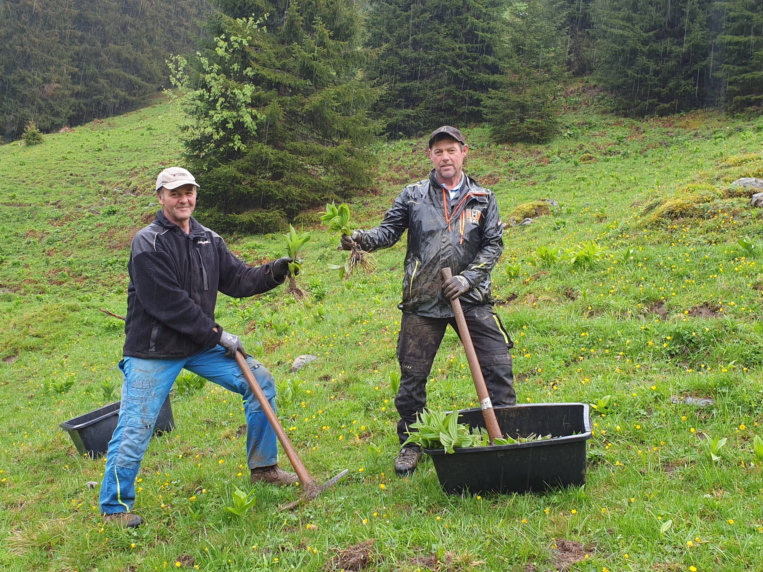 Manfred Fleisch, Ingo Vallaster mit Germer Pflanze. Manfred Fleisch, Ingo Vallaster mit Germer Pflanze.