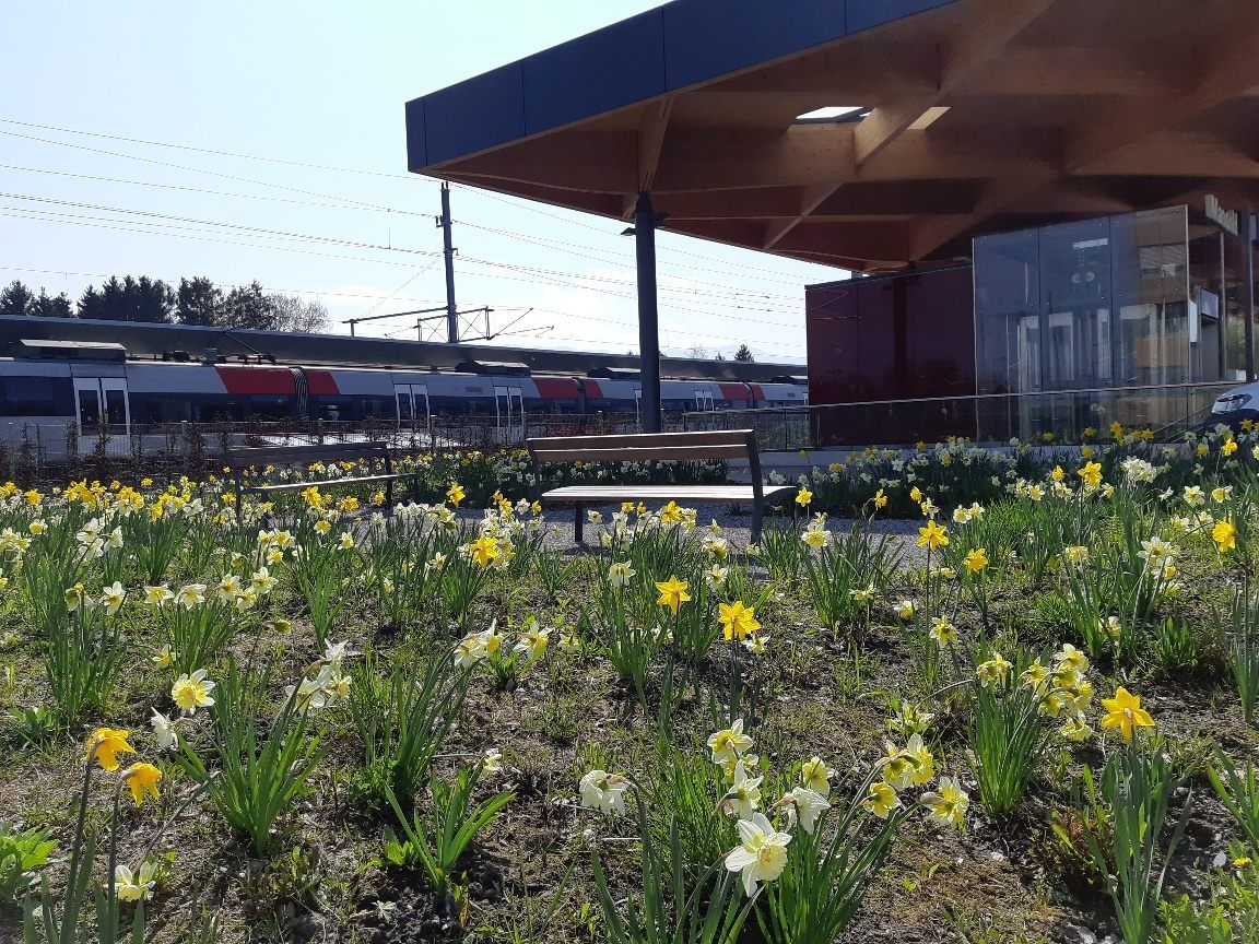 Eine kleine Oase für ÖPNV-Nutzer bot der kleine Park voller Narzissen am Lustenauer Bahnhof.