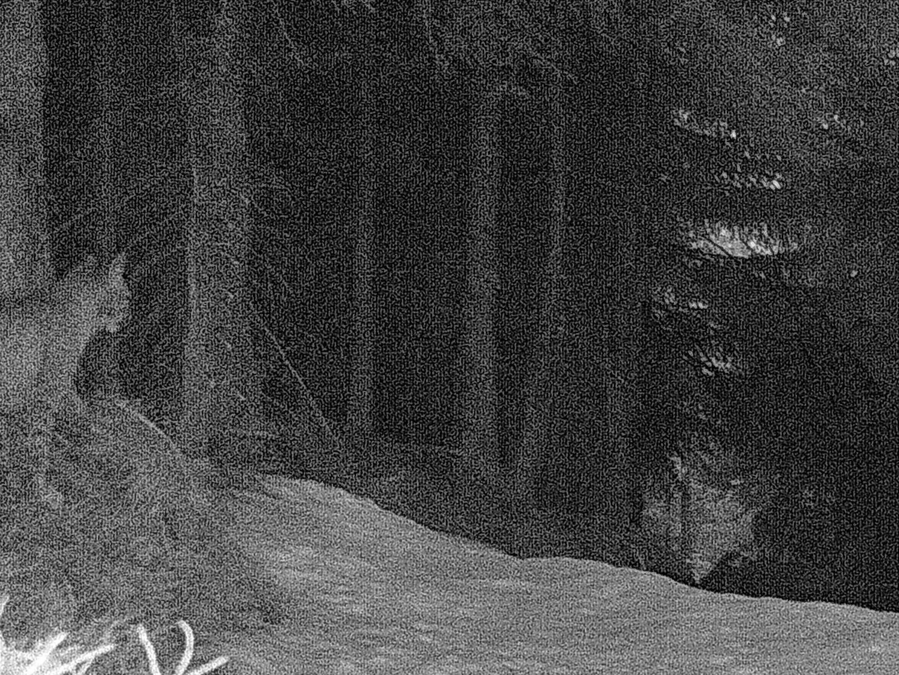 Wildkamera dokumentiert einen Luchs Im Grenzgebiet bei Balderschwang.