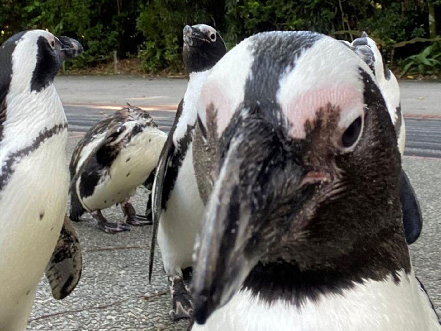 Sieht man auch nicht jeden Tag: Pinguine im Wald.